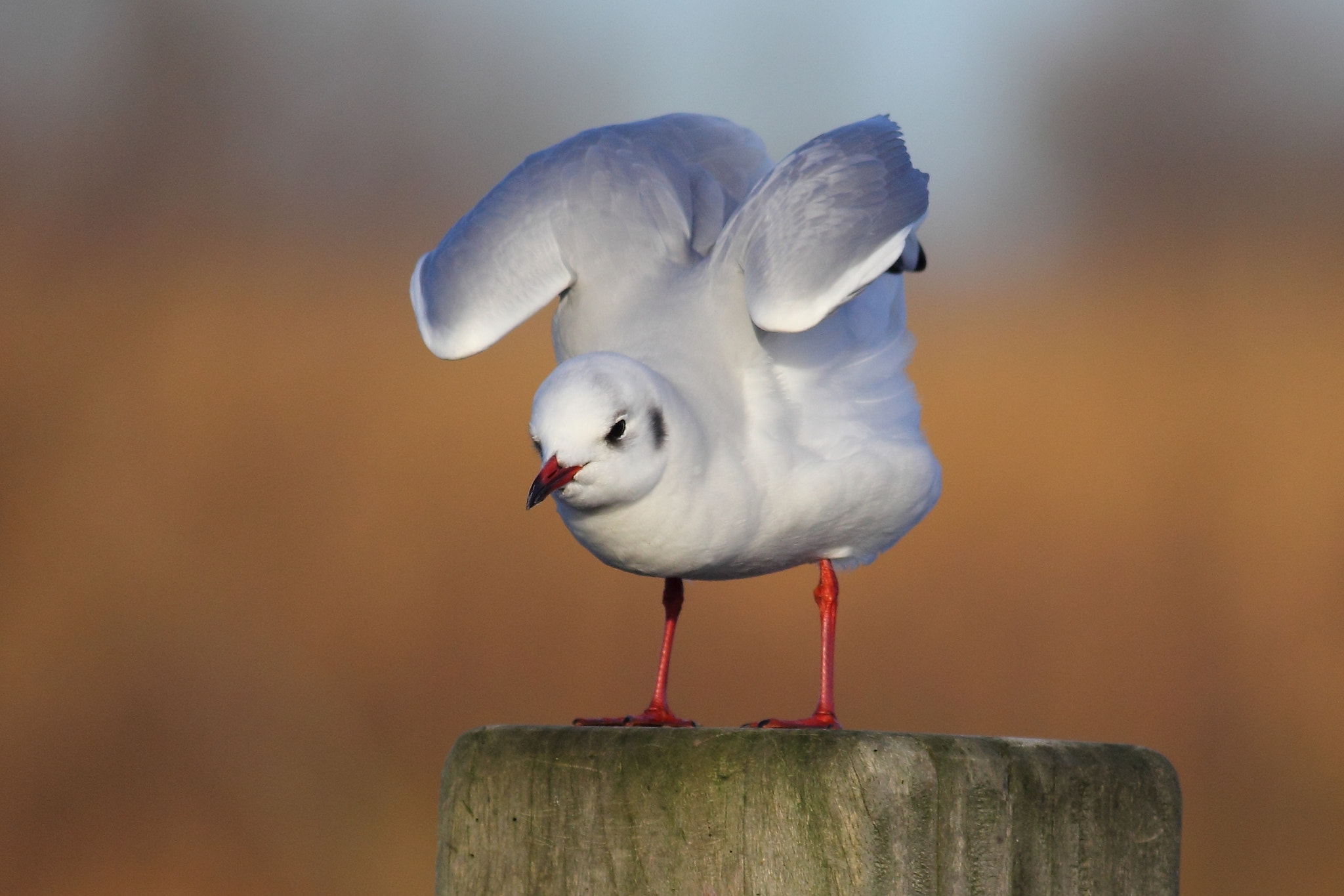 Canon EOS 60D + Canon EF 400mm F5.6L USM sample photo. Black-headed gull photography