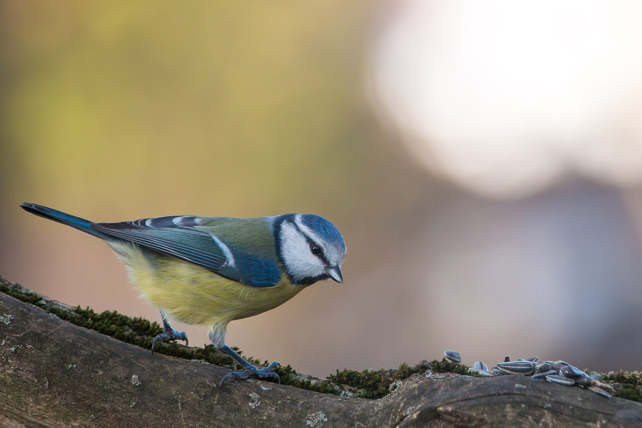 Canon EF 70-200mm F2.8L IS II USM sample photo. Bluetit photography
