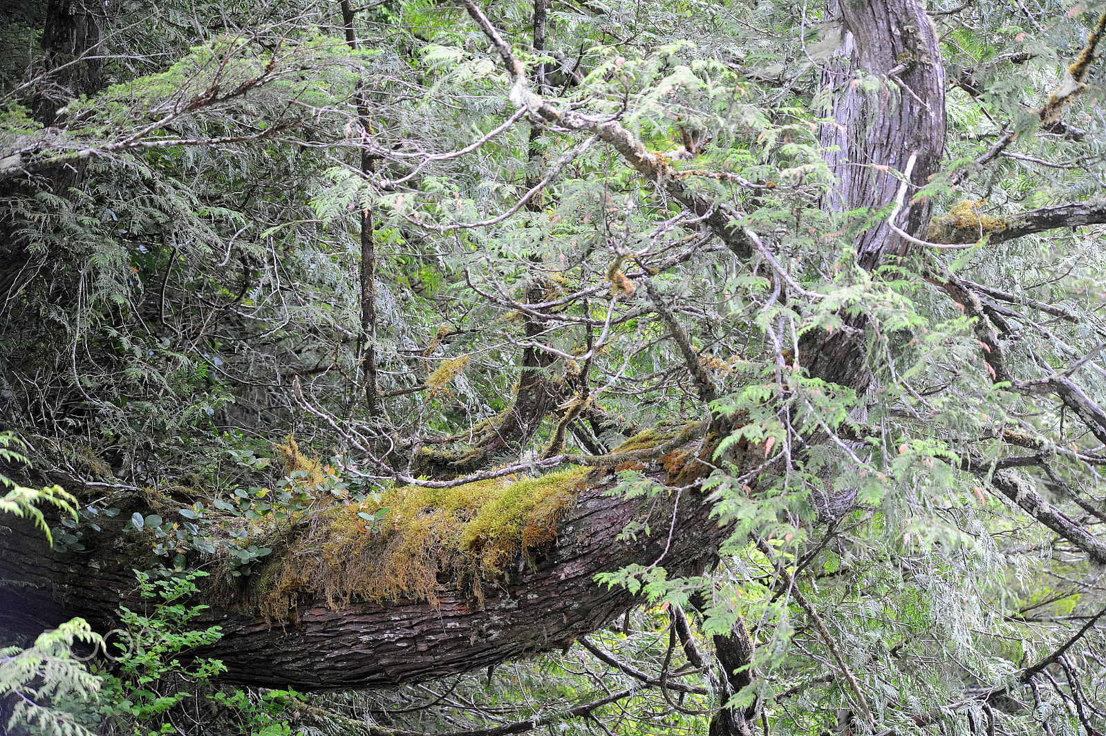 Sigma 150-500mm F5-6.3 DG OS HSM sample photo. Fallen tree covered with moss photography
