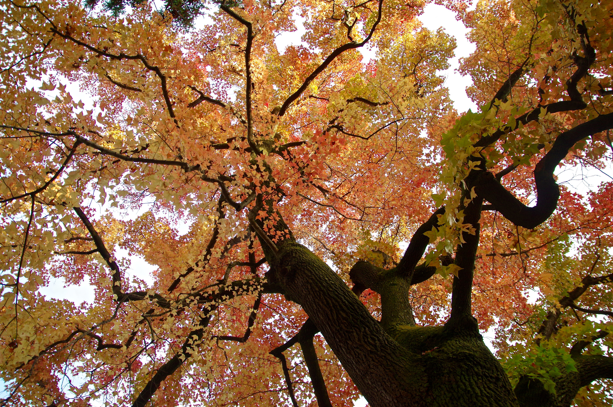 Sigma 17-70mm F2.8-4 DC Macro HSM Contemporary sample photo. Look up the big tree photography