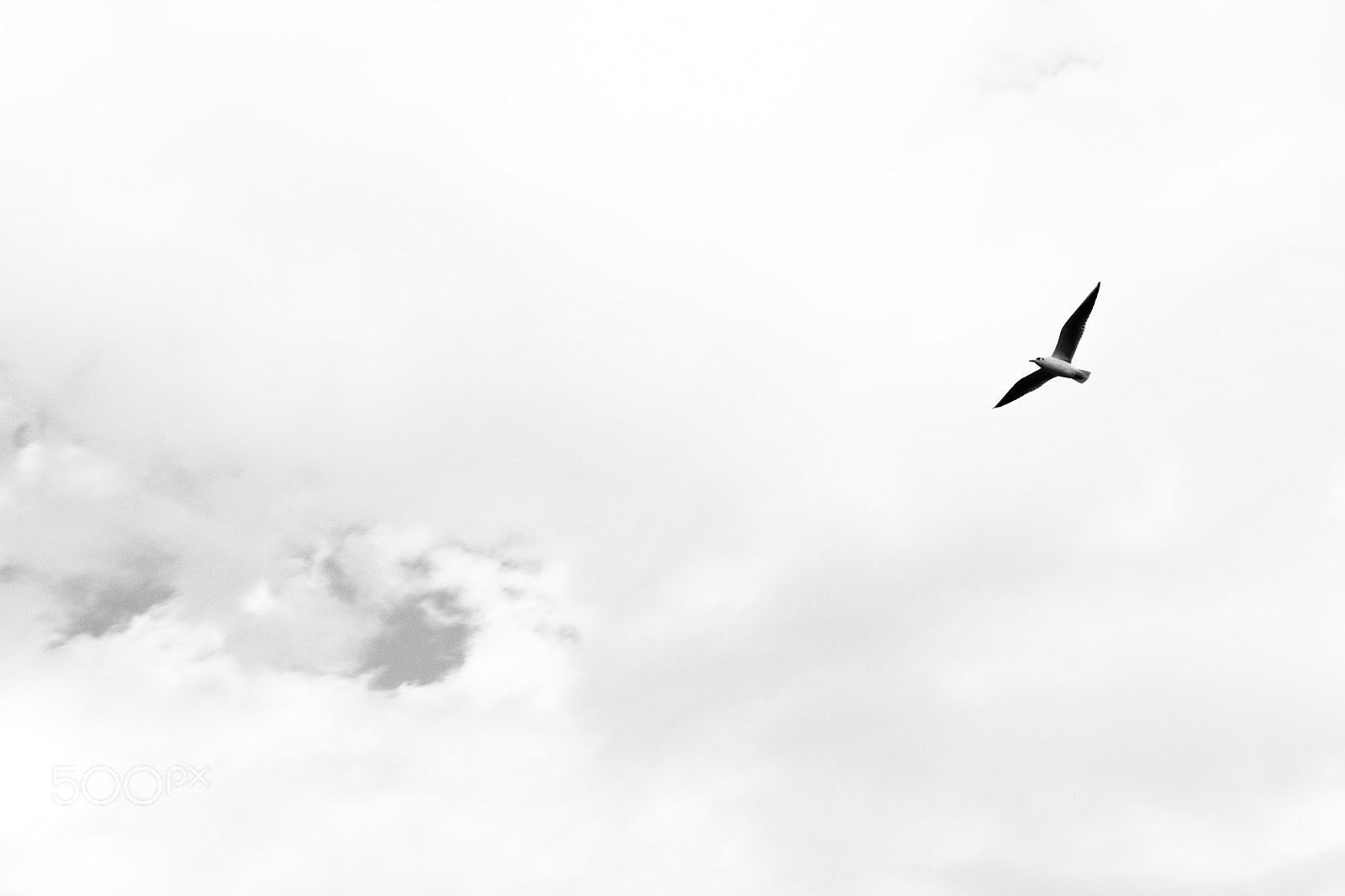 Canon EOS 550D (EOS Rebel T2i / EOS Kiss X4) sample photo. The bird photography