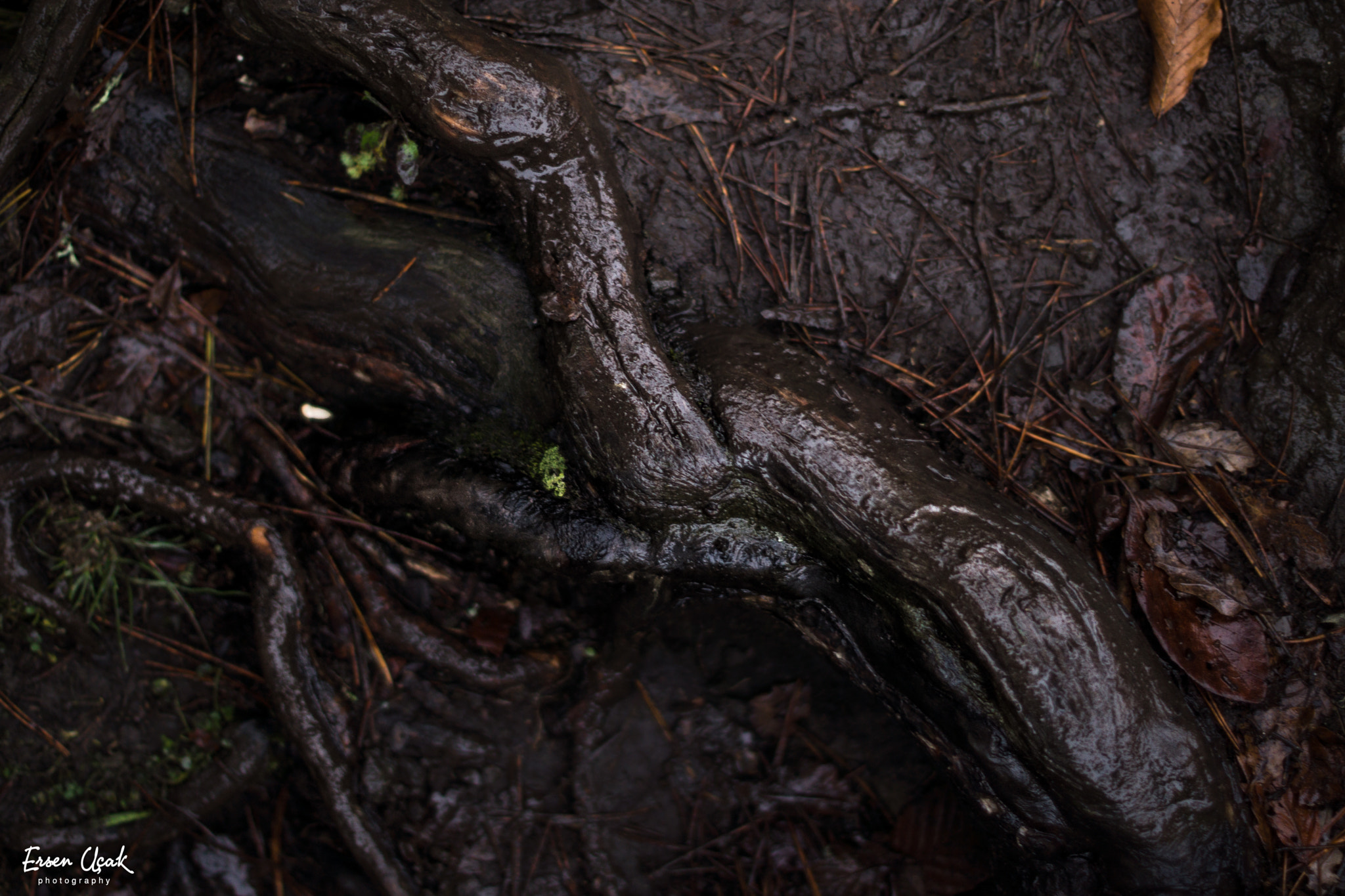 Sony SLT-A77 + Sony 50mm F1.4 sample photo. The root photography
