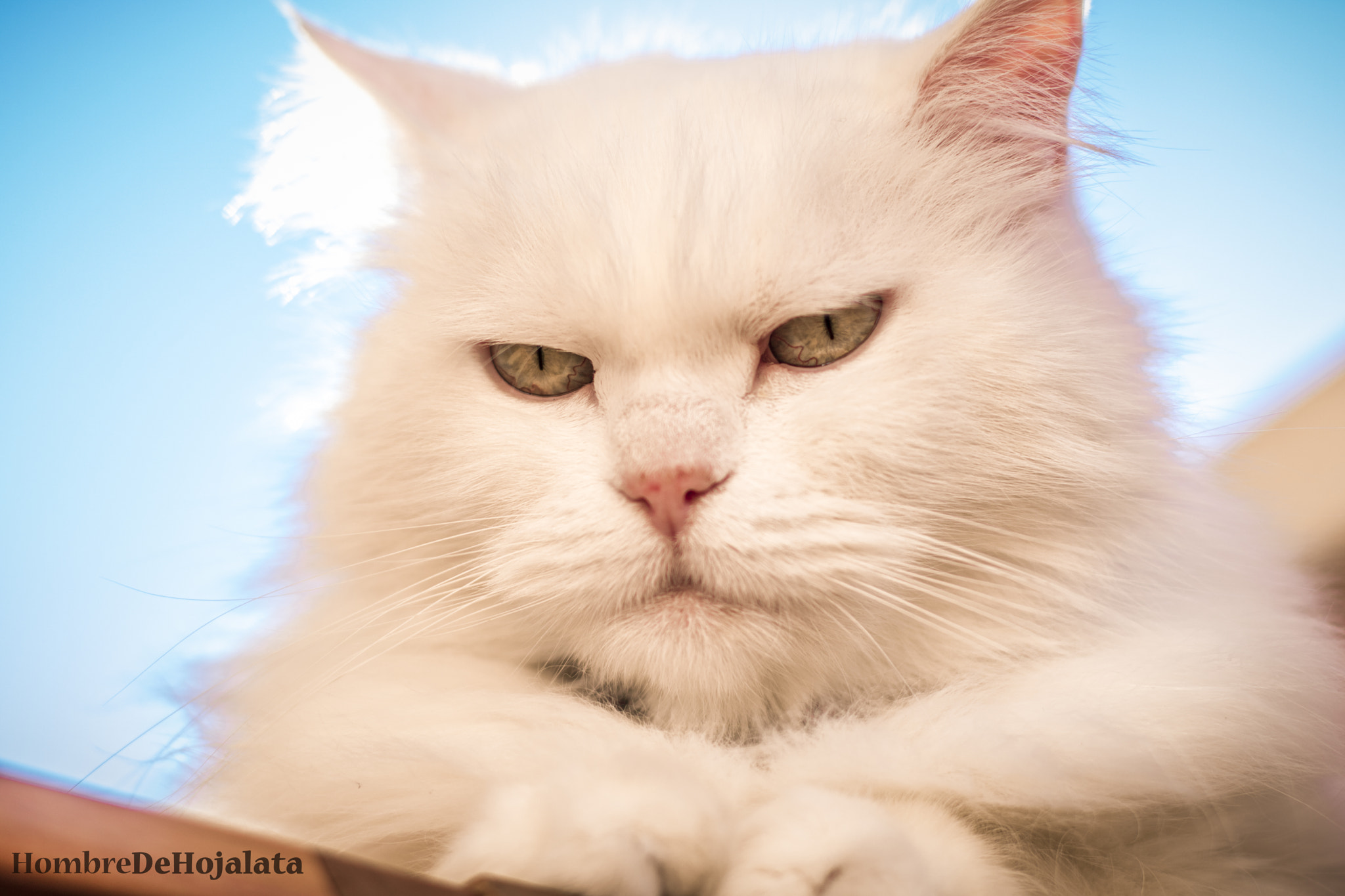 Canon EOS 750D (EOS Rebel T6i / EOS Kiss X8i) + Canon EF 50mm F1.4 USM sample photo. Cat thinkings photography