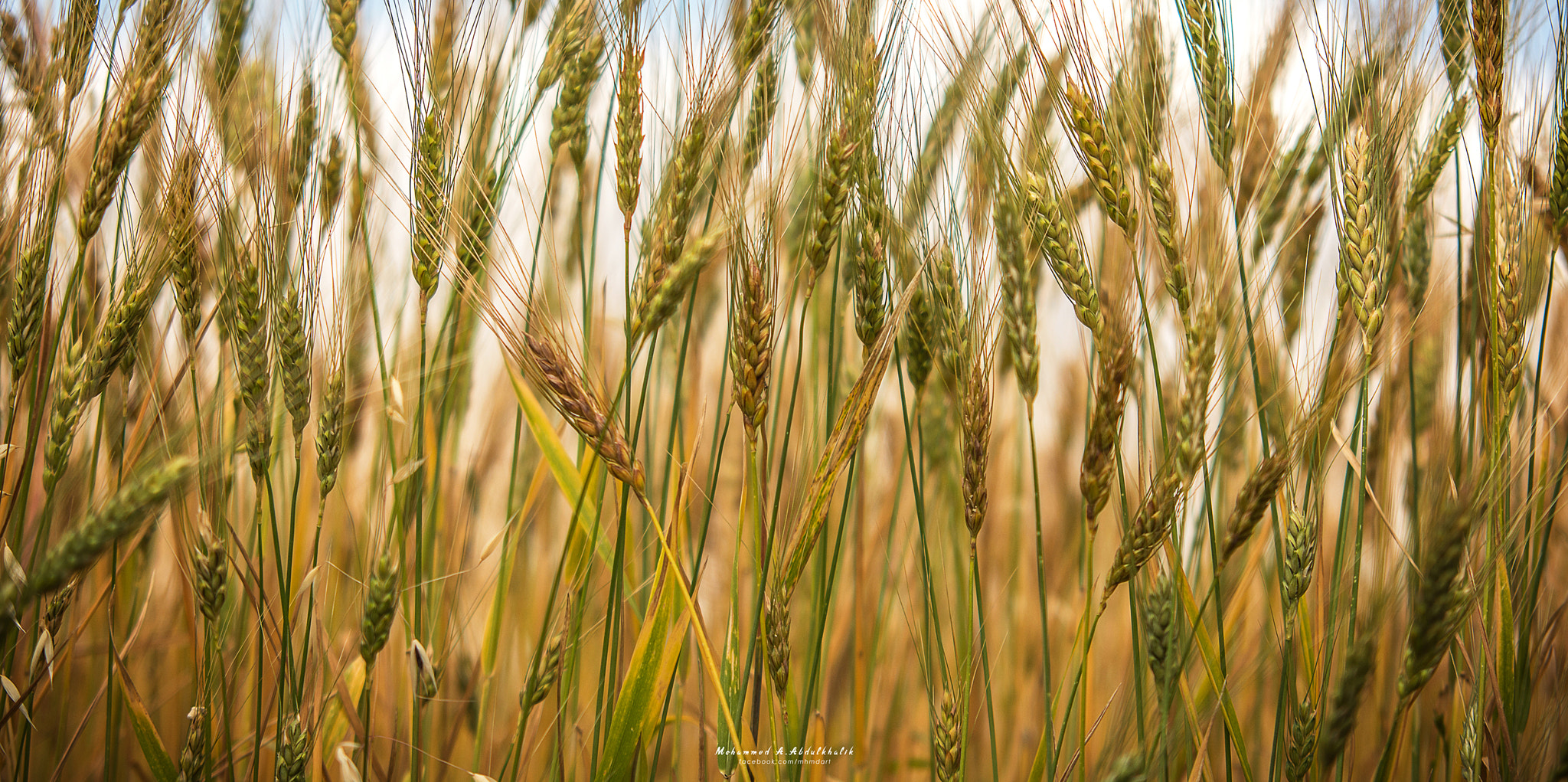 Sigma 70-200mm F2.8 EX DG Macro HSM II sample photo. Barley photography