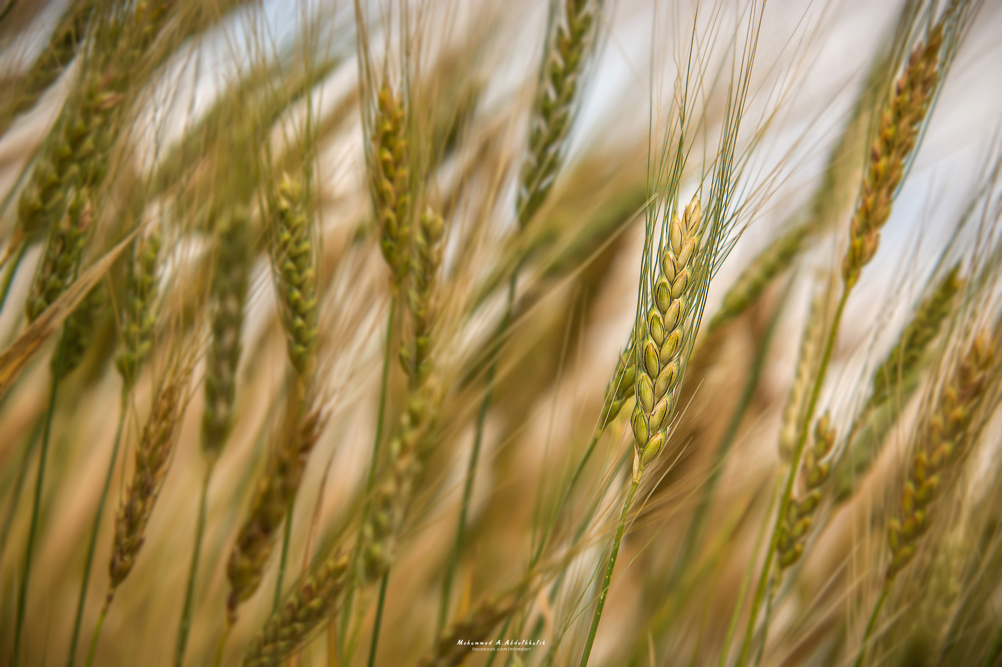 Sigma 70-200mm F2.8 EX DG Macro HSM II sample photo. Barley photography