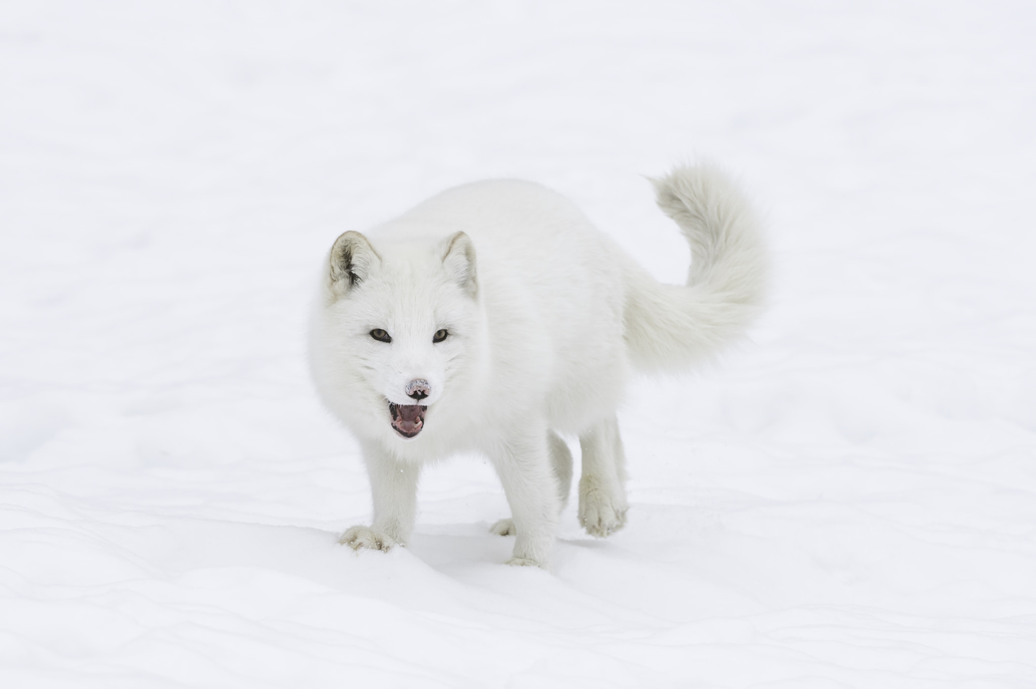 Nikon AF-S Nikkor 200-400mm F4G ED-IF VR sample photo. Arctic attitude... photography