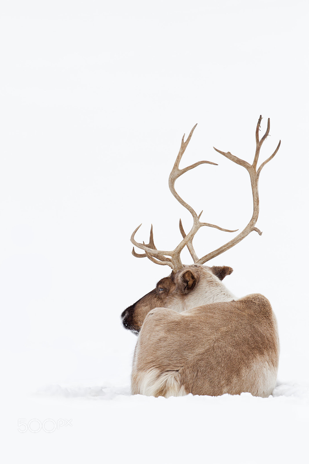 Canon EF 300mm F2.8L IS II USM sample photo. Reindeer photography