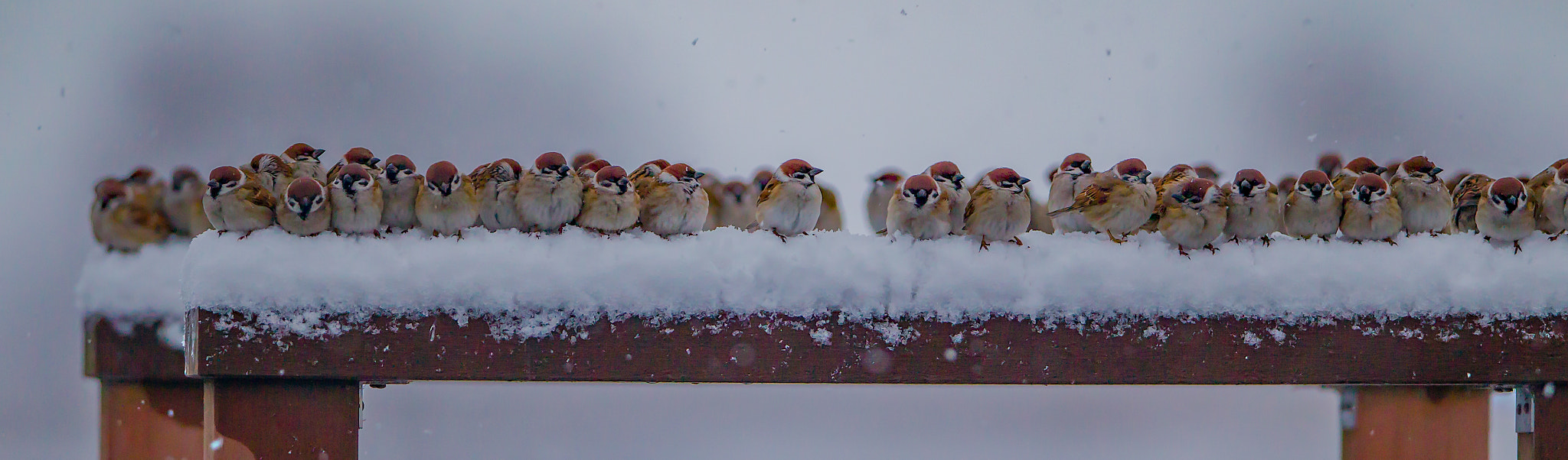 Canon EF 400mm F2.8L IS II USM sample photo. Keep warm!! photography