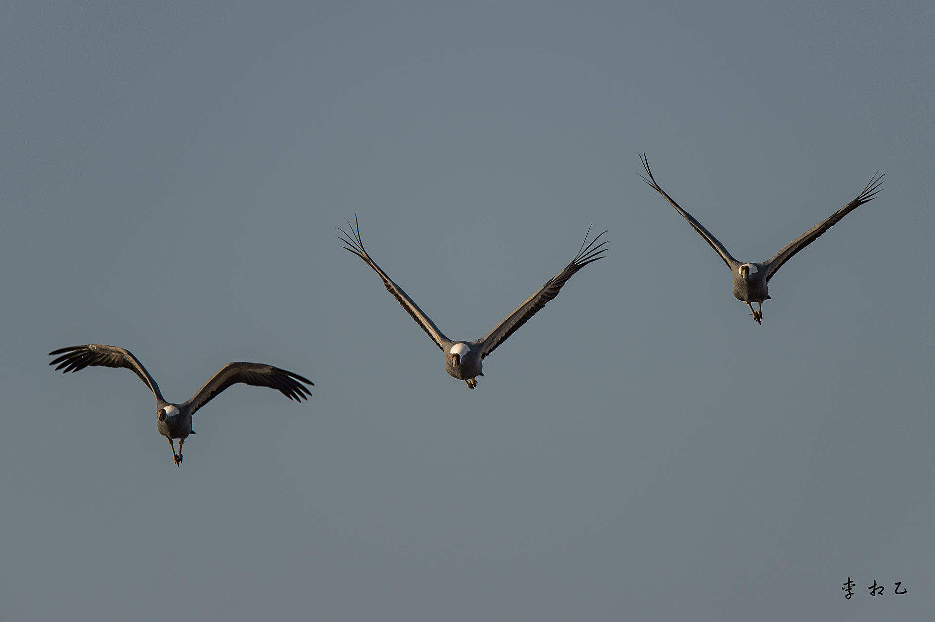 Nikon D4S sample photo. The musketeers photography