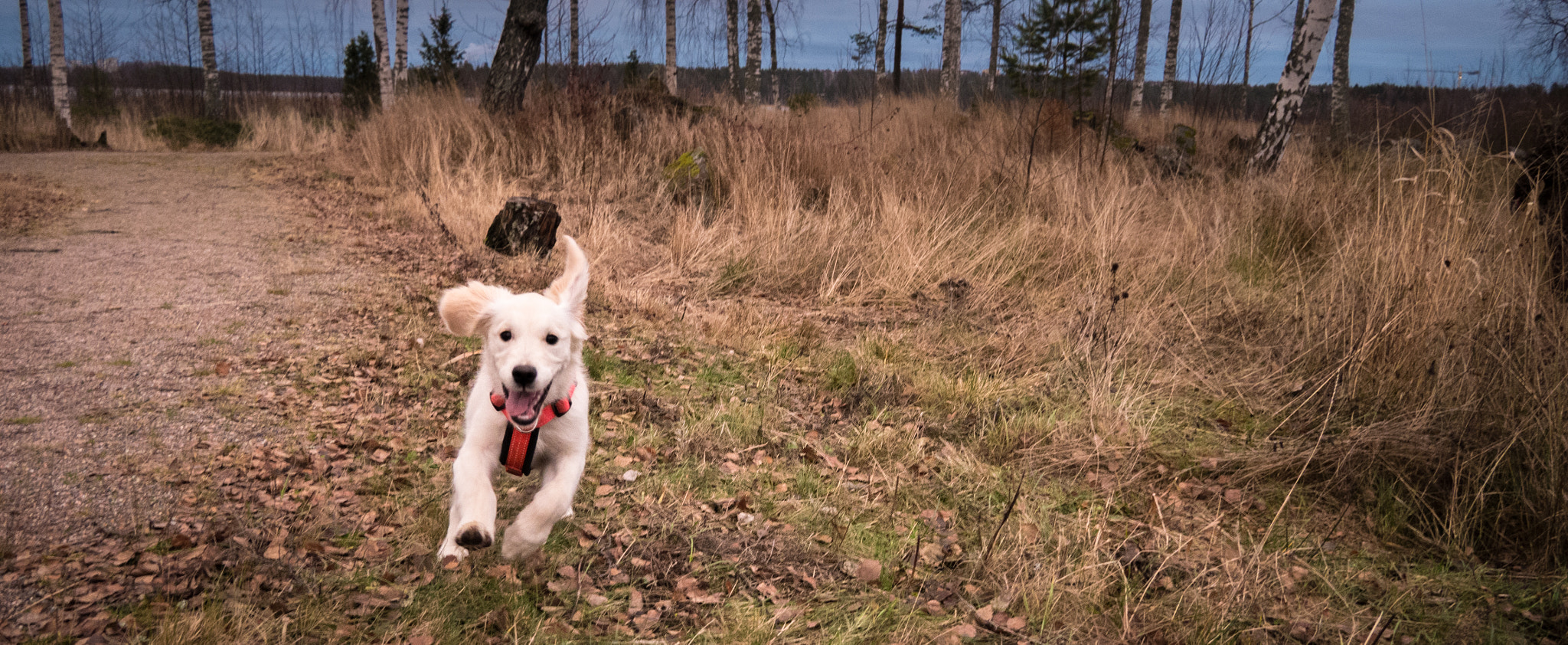 LUMIX G VARIO PZ 14-42/F3.5-5.6 sample photo. Nellas imaginary high speed chase photography