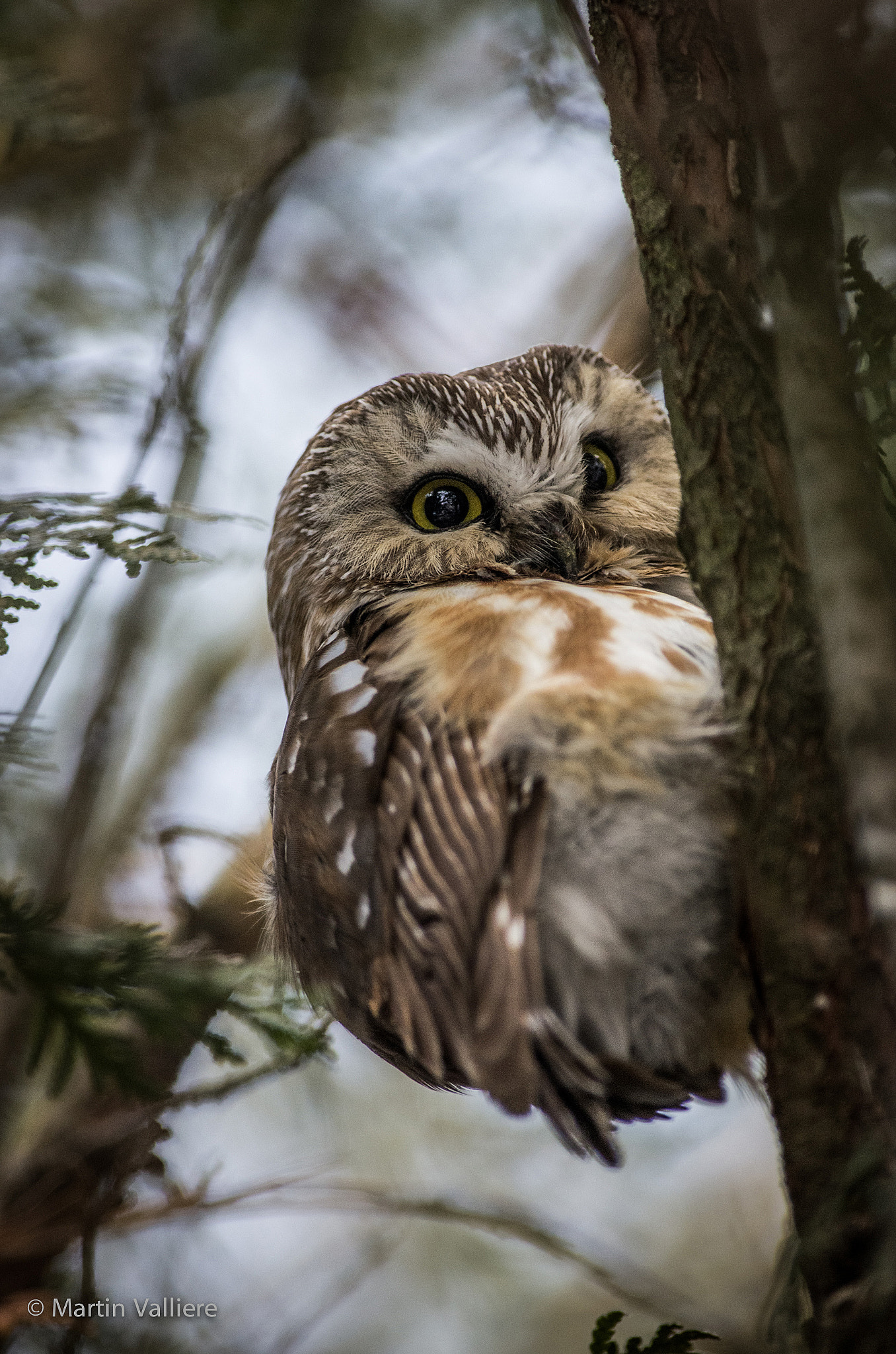 Pentax smc DA* 300mm F4.0 ED (IF) SDM sample photo. Northern saw-whet owl photography