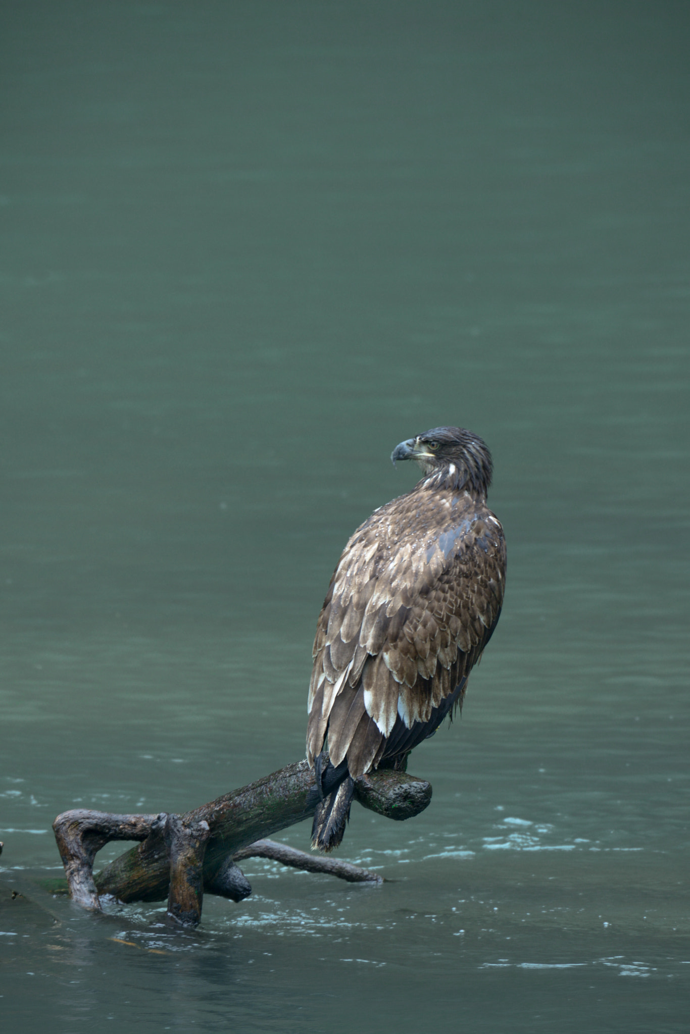 Nikon AF-S Nikkor 400mm F2.8G ED VR II sample photo. Juvenile bald eagle photography