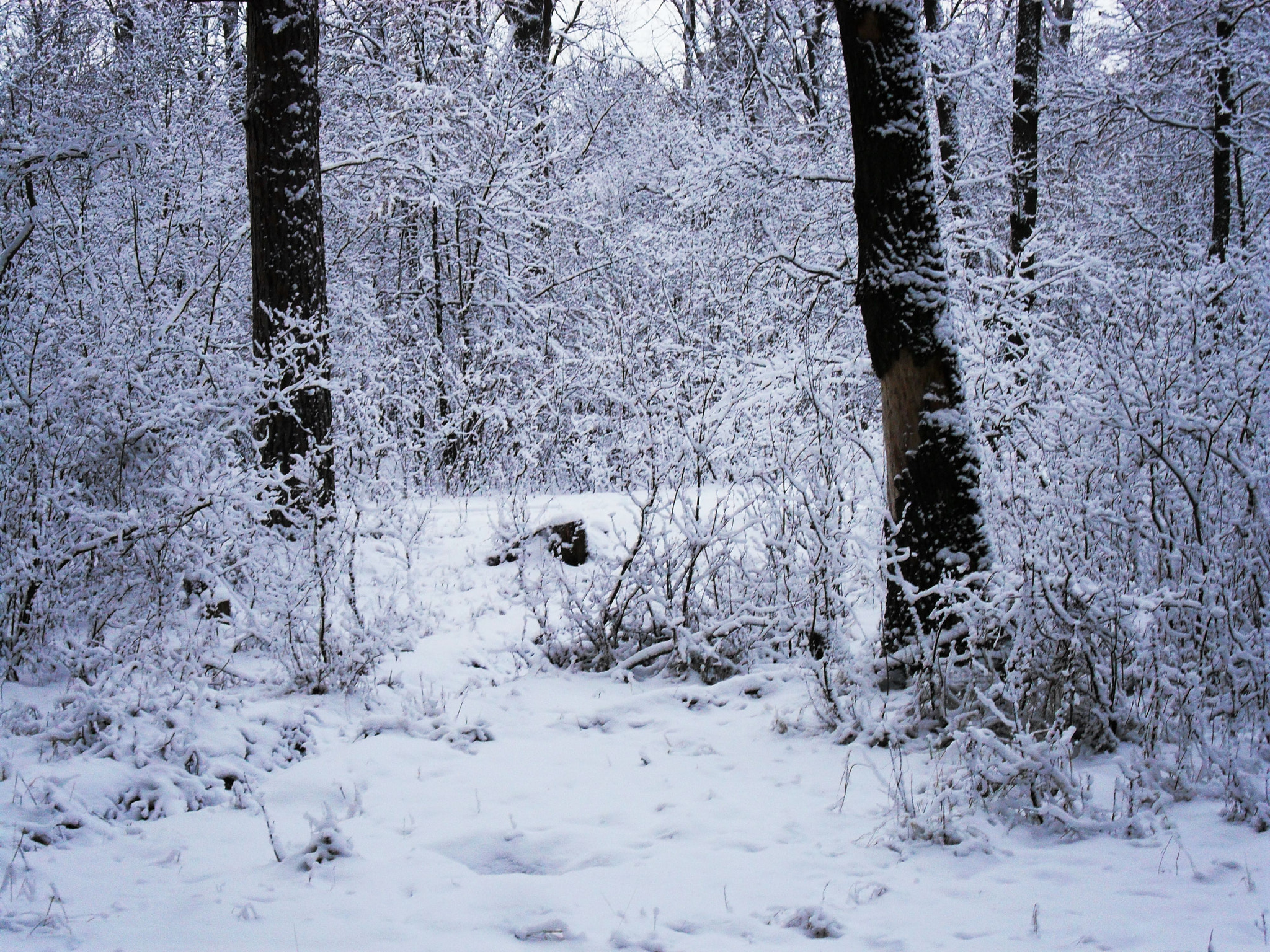 Samsung ES60 / VLUU ES60 /  SL105 /  ES63 sample photo. Winter mood. cold morning, the snow-covered forest. photography