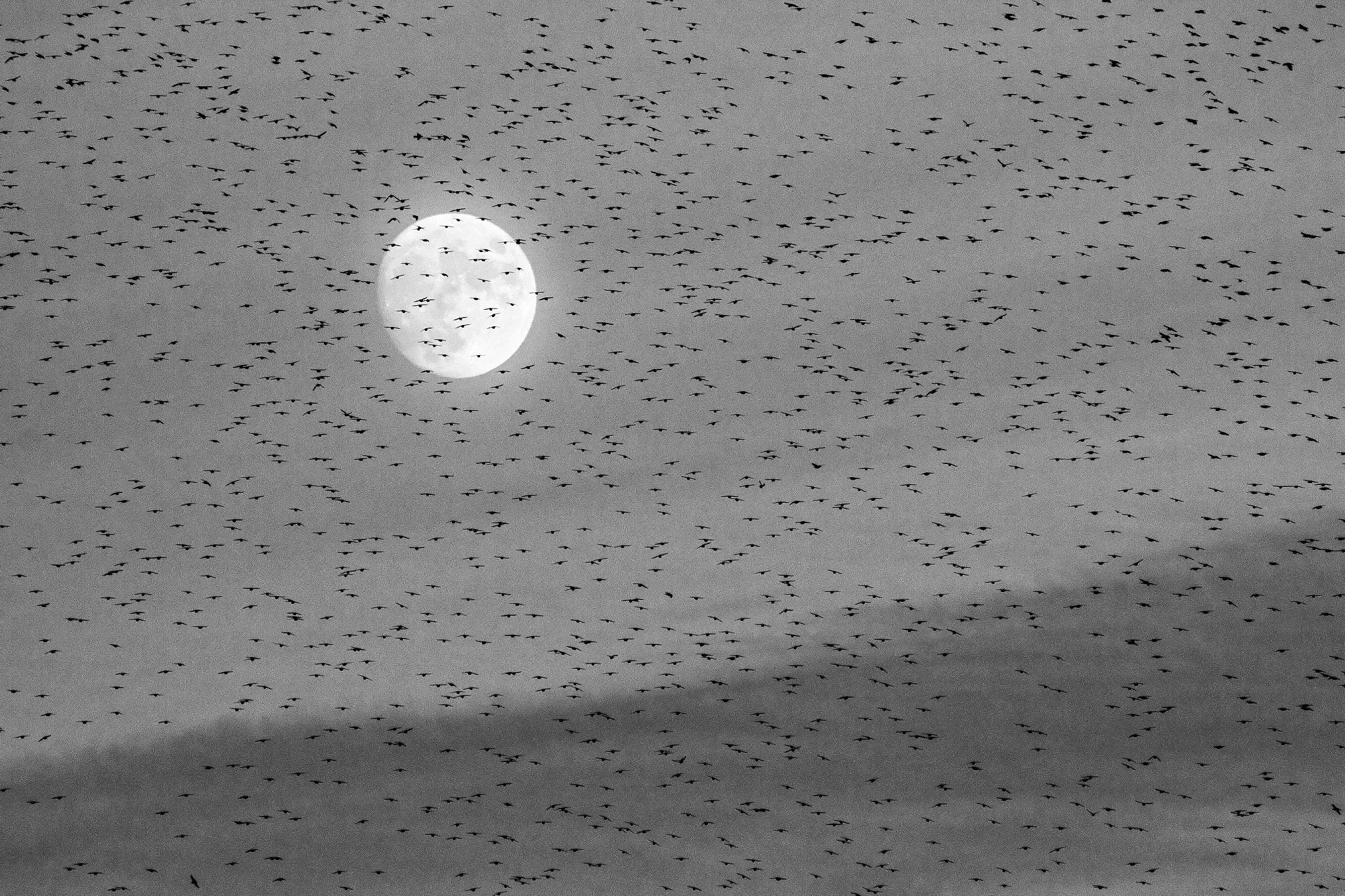 Canon EOS 70D + Canon EF 100-300mm f/5.6 sample photo. Starlings  and moon photography