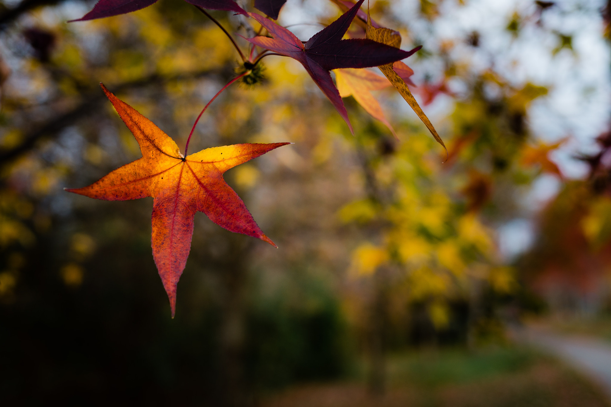 Sigma 50mm F1.4 EX DG HSM sample photo. Last of the autumn colors photography
