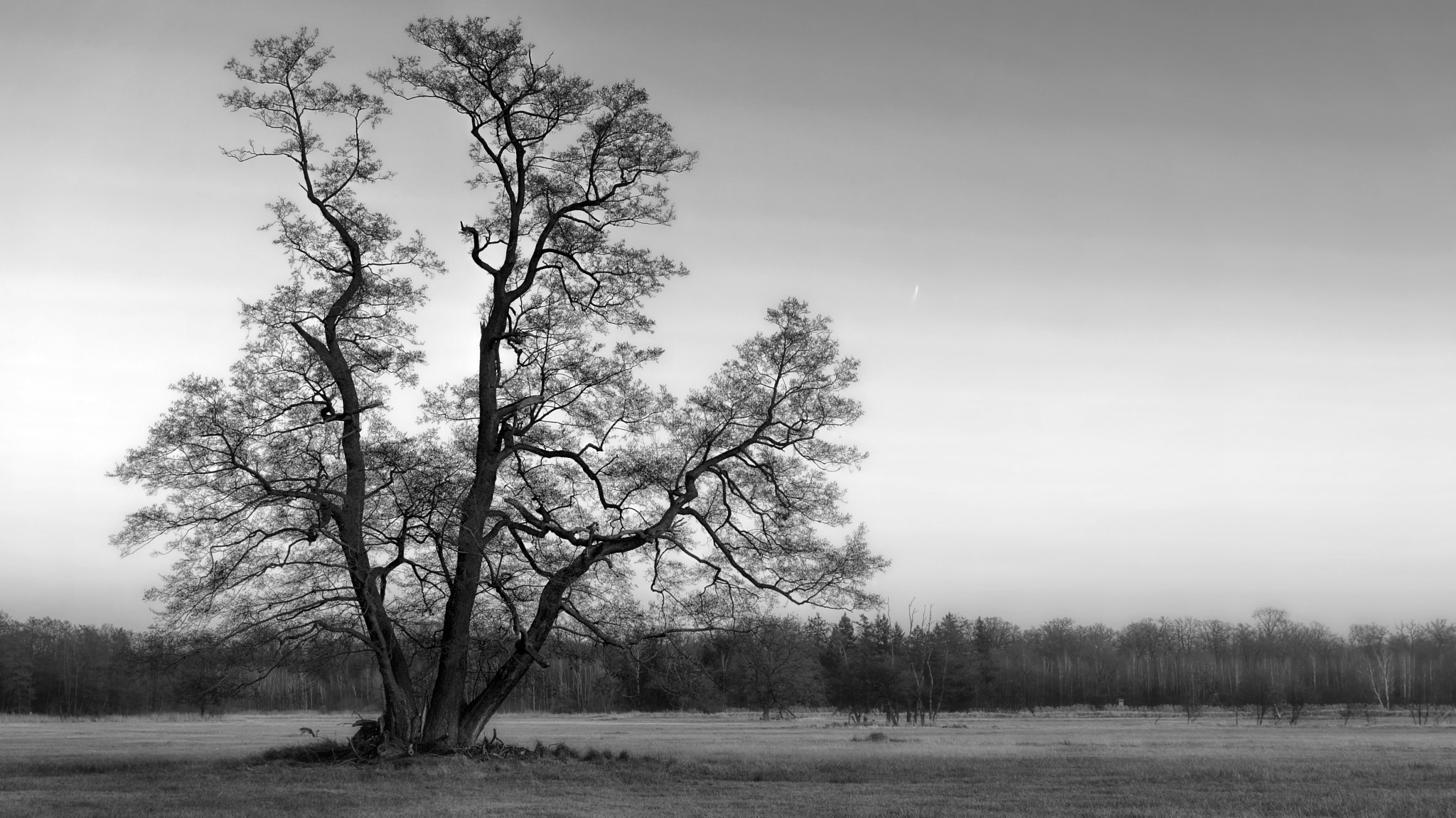 IX-Nikkor 60-180mm f/4.5-5.6 sample photo. Tree and deer photography