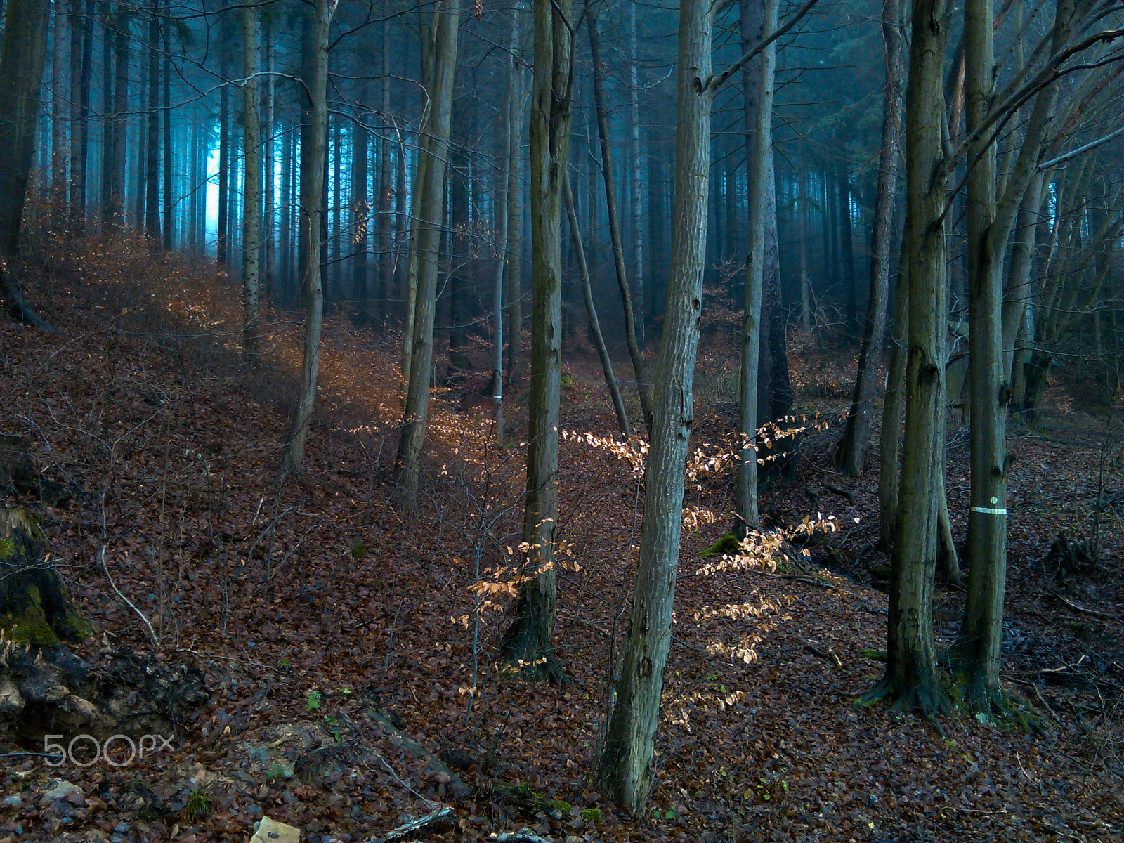 HUAWEI Y530-U00 sample photo. Forest photography
