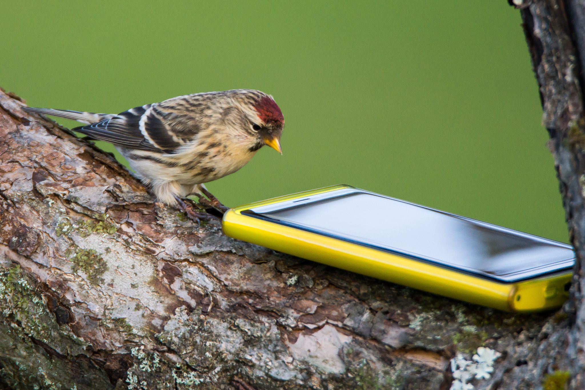 Sony SLT-A65 (SLT-A65V) + Tamron SP 150-600mm F5-6.3 Di VC USD sample photo. Taking a birdie photography
