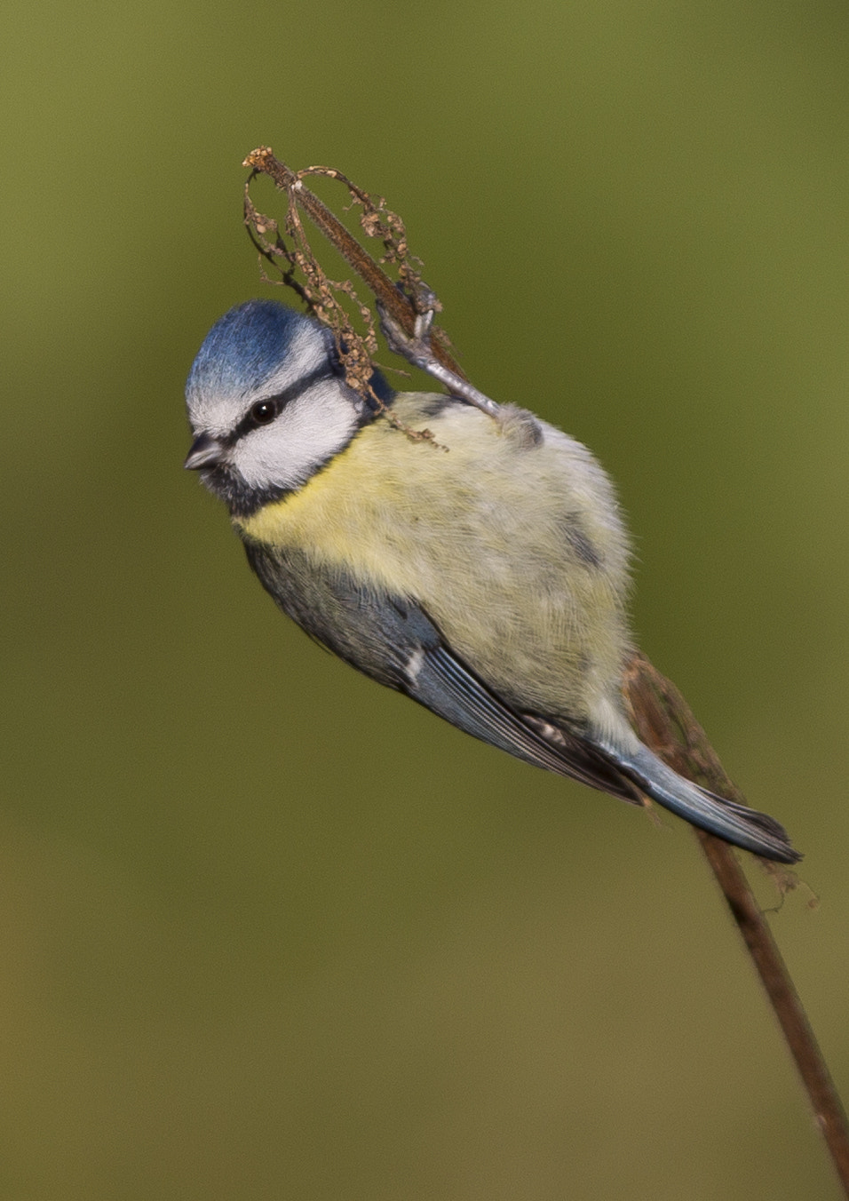 Canon EF 400mm F2.8L IS II USM sample photo. Blue tit photography