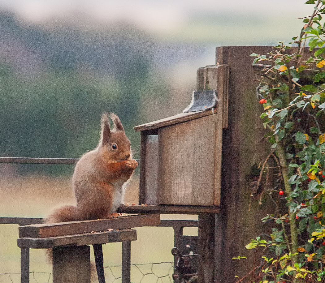 Olympus E-30 + Olympus Zuiko Digital ED 50-200mm F2.8-3.5 SWD sample photo. Red squirrel 2 photography