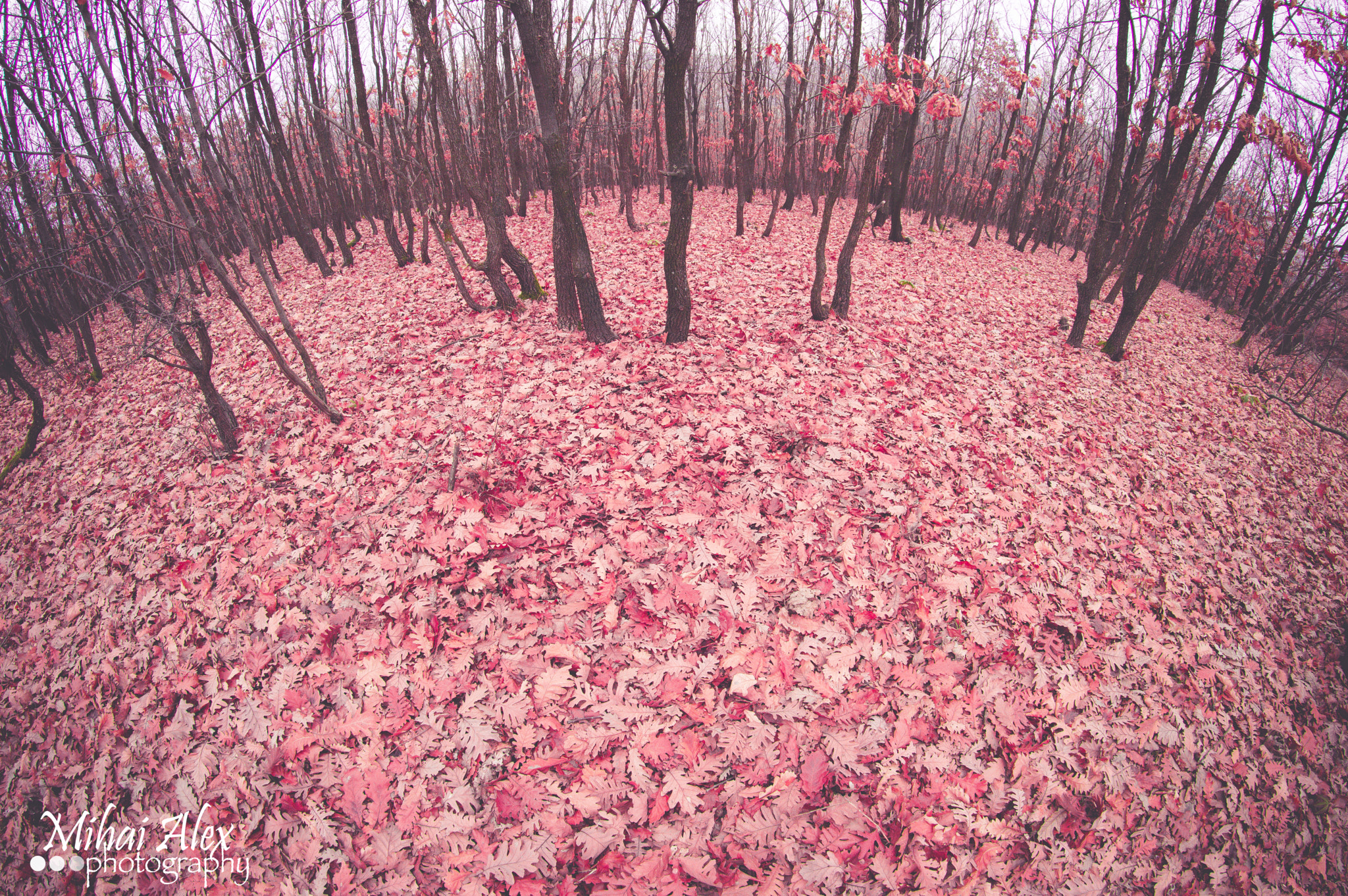 Nikon D3200 + Samyang 8mm F3.5 Aspherical IF MC Fisheye sample photo. Pink world photography