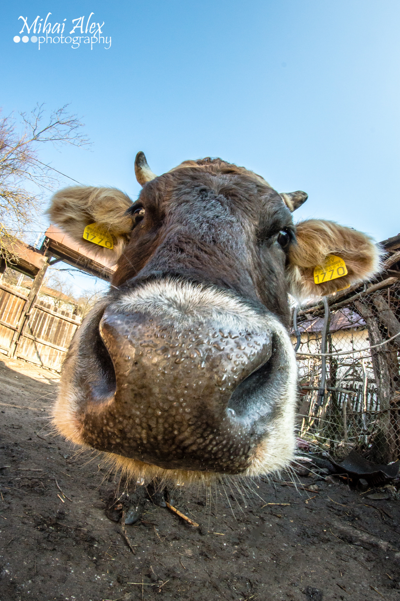 Nikon D3200 + Samyang 8mm F3.5 Aspherical IF MC Fisheye sample photo. Cow photography