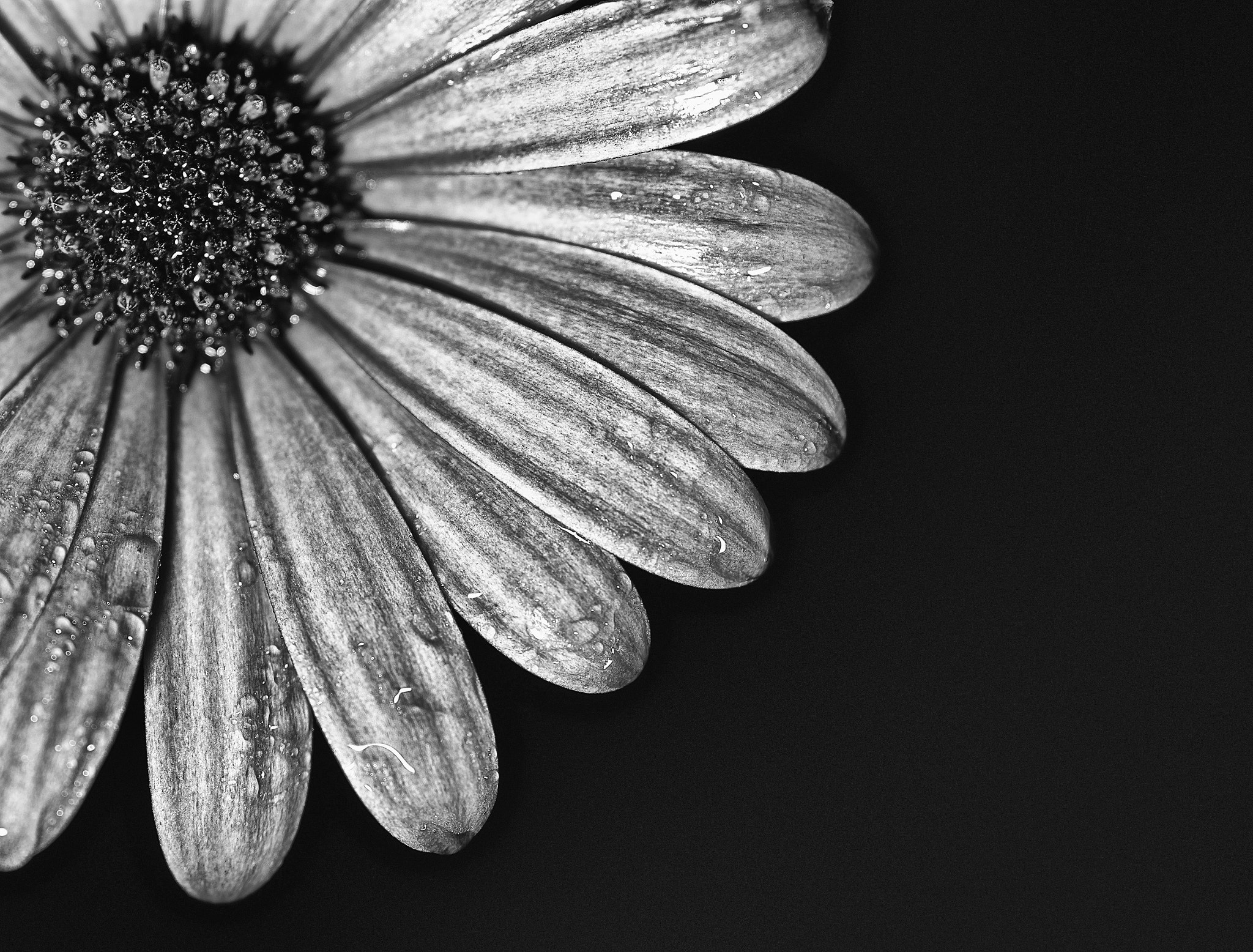 Nikon D610 + Sigma 105mm F2.8 EX DG Macro sample photo. Un sol photography
