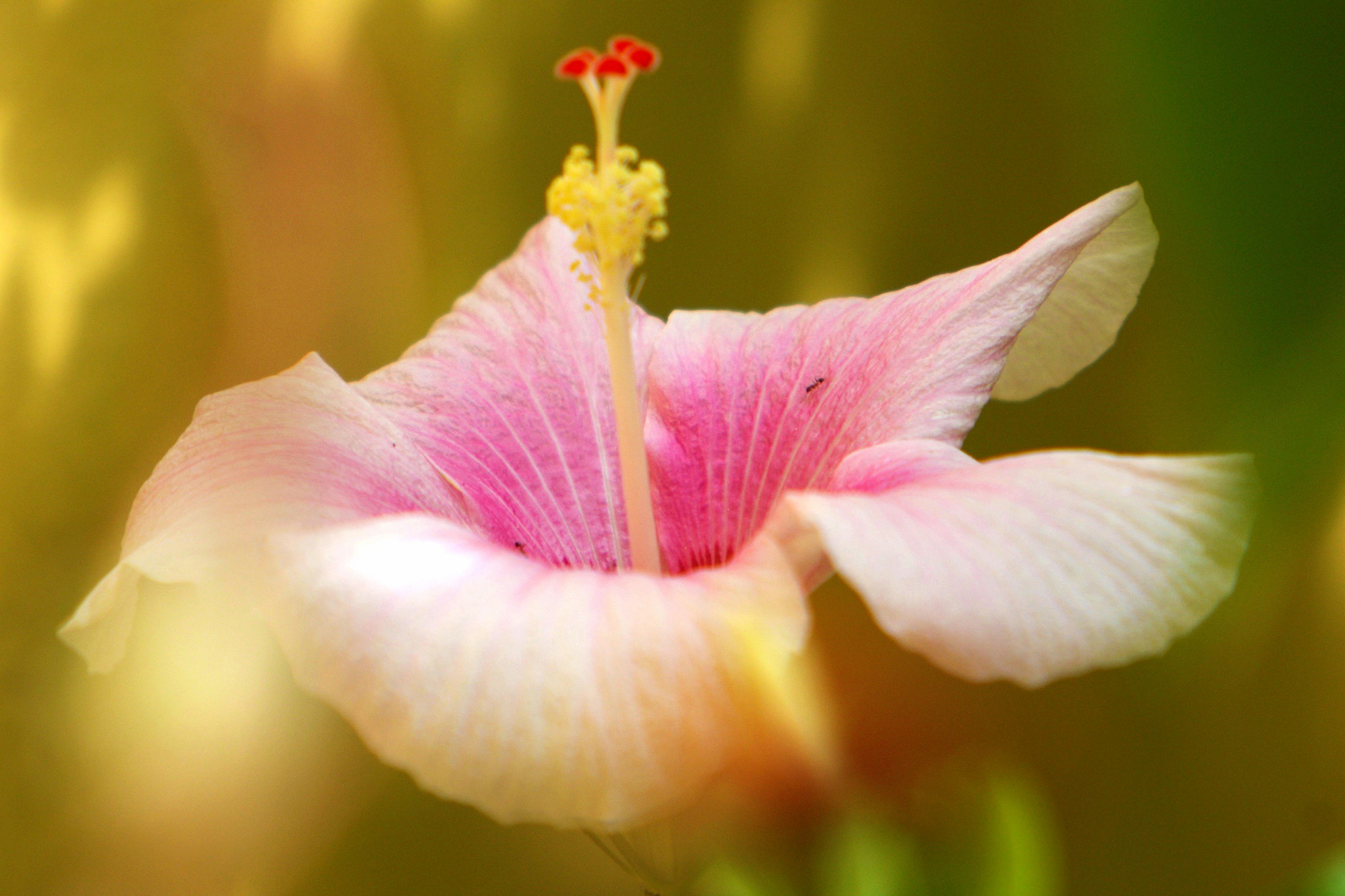 Canon EF 70-200mm F2.8L IS USM sample photo. Amapola photography
