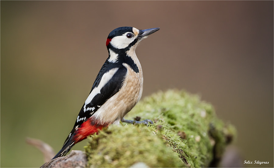 Canon EOS 5DS R + Canon EF 500mm F4L IS USM sample photo. Pasando el dia photography