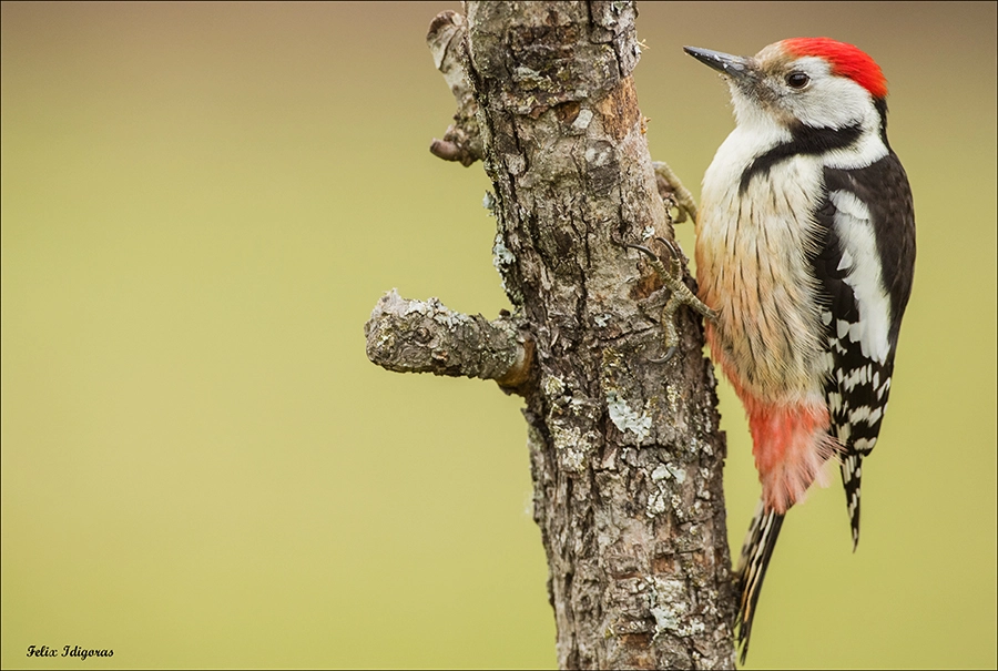 Canon EOS 5DS R + Canon EF 500mm F4L IS USM sample photo. Buscando sustento photography