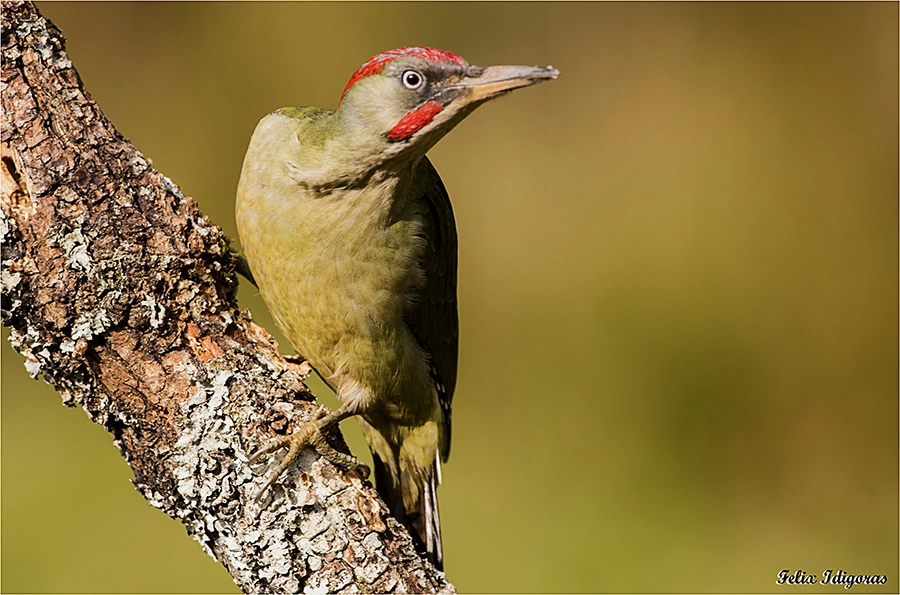 Canon EOS 5DS R + Canon EF 500mm F4L IS USM sample photo. Intententando saber que pasa photography