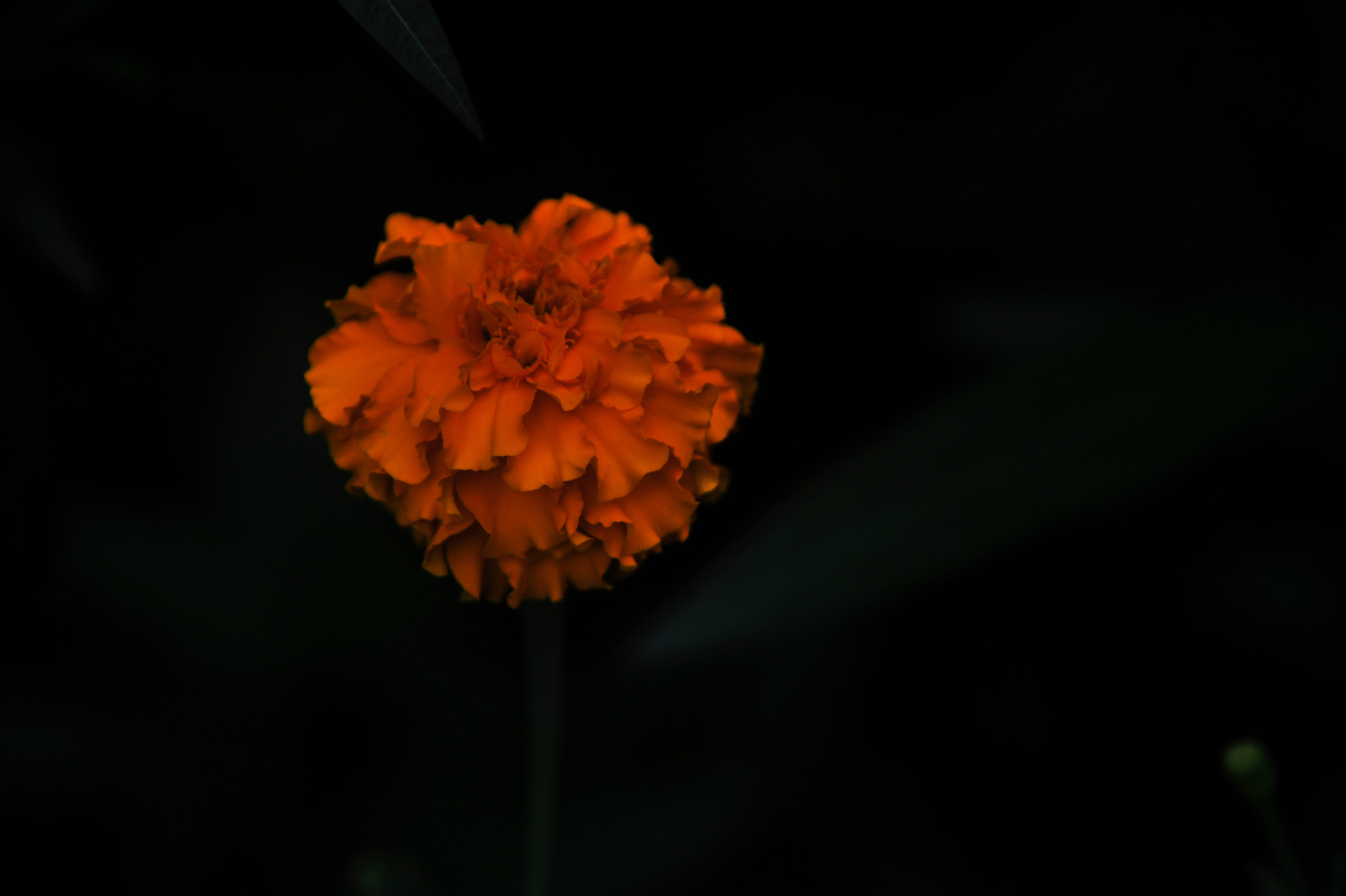 Nikon D3S sample photo. ...花... photography