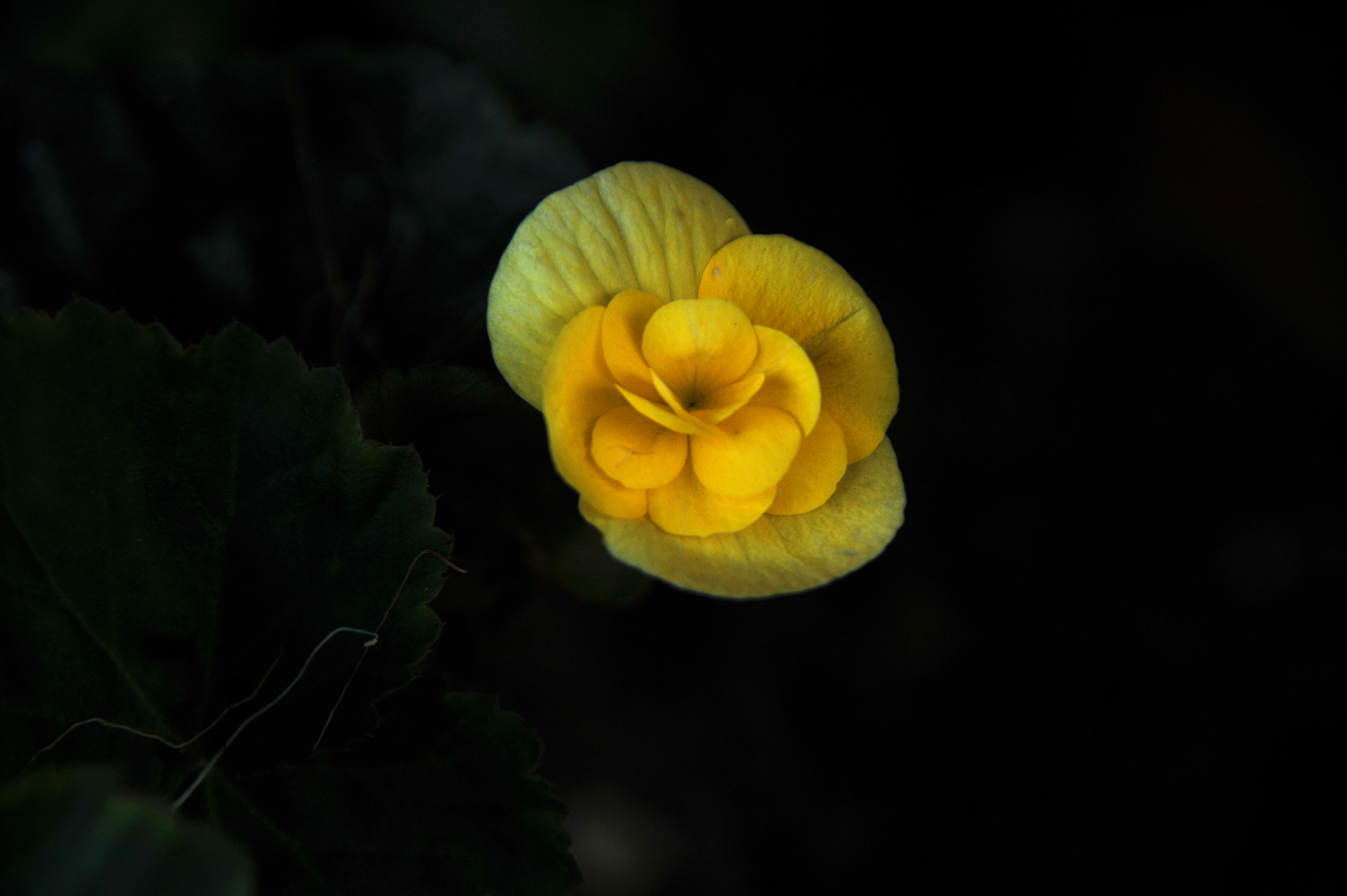 Nikon D3S sample photo. ...花... photography