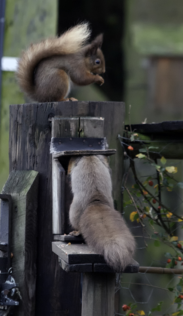 Olympus E-30 + Olympus Zuiko Digital ED 50-200mm F2.8-3.5 SWD sample photo. Red squirrels photography