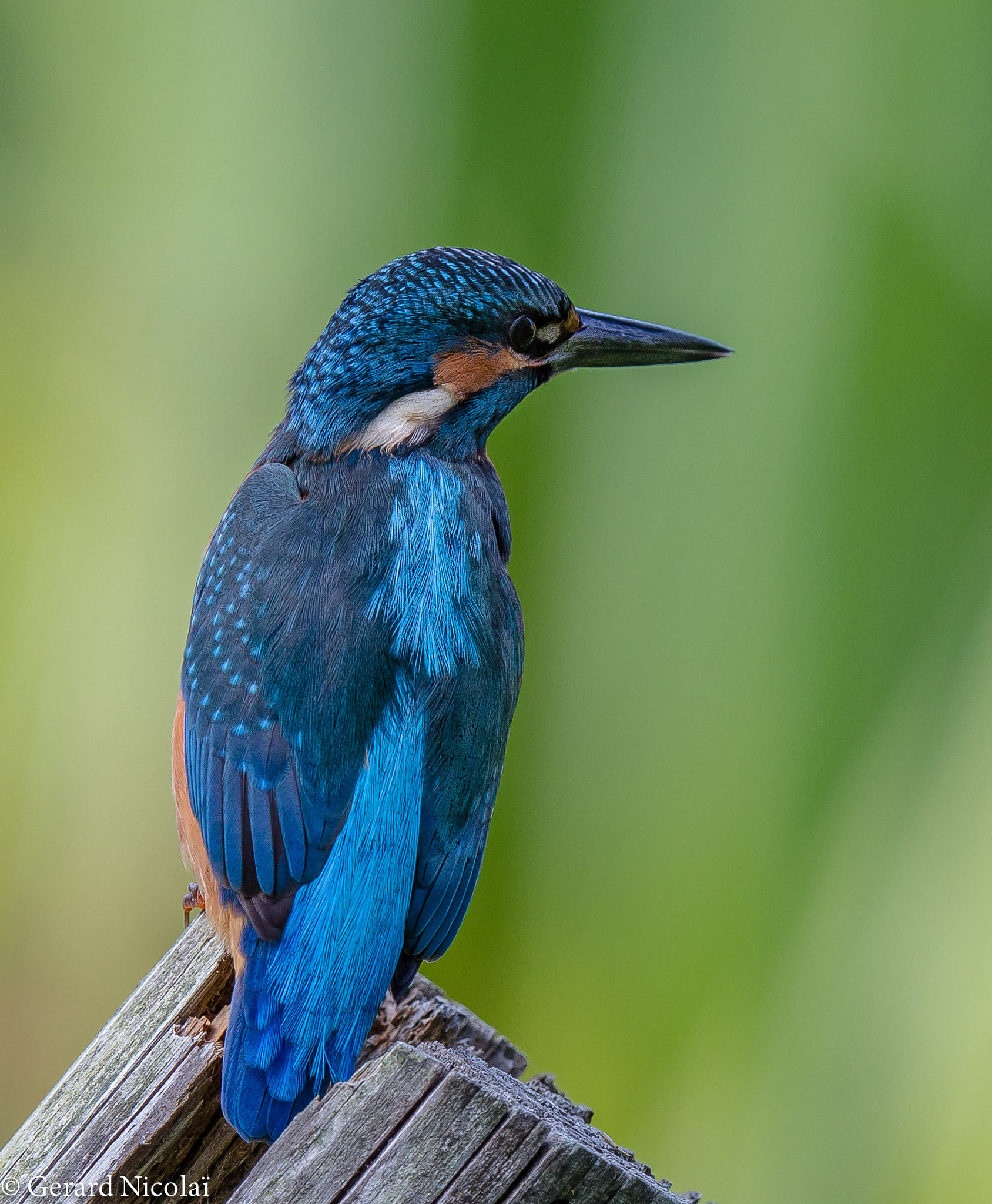 Canon EF 300mm F2.8L IS USM sample photo. Kingfisher photography