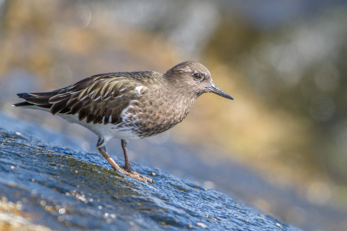 Canon EF 200-400mm F4L IS USM Extender 1.4x sample photo. Black turnstone photography