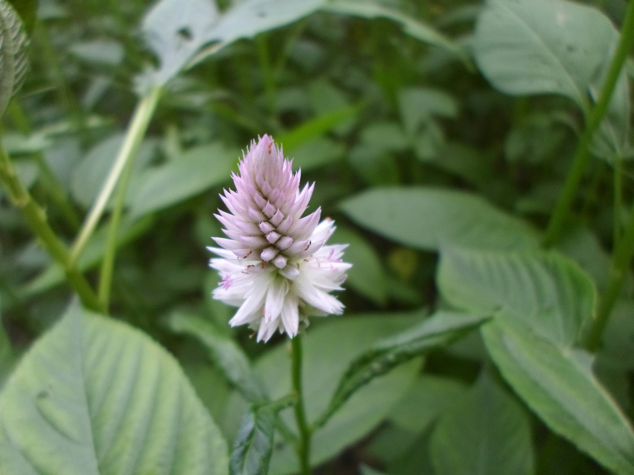 Samsung ES95 sample photo. Sam_3095.jpg photography