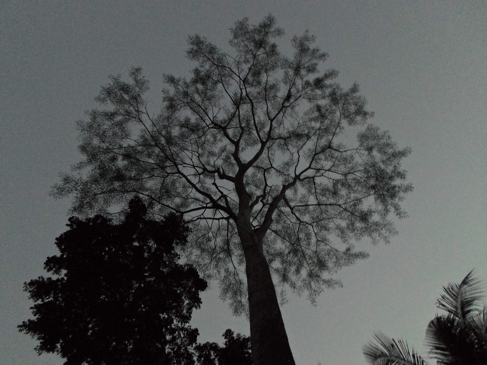 Samsung ES95 sample photo. Sam_3133.jpg photography
