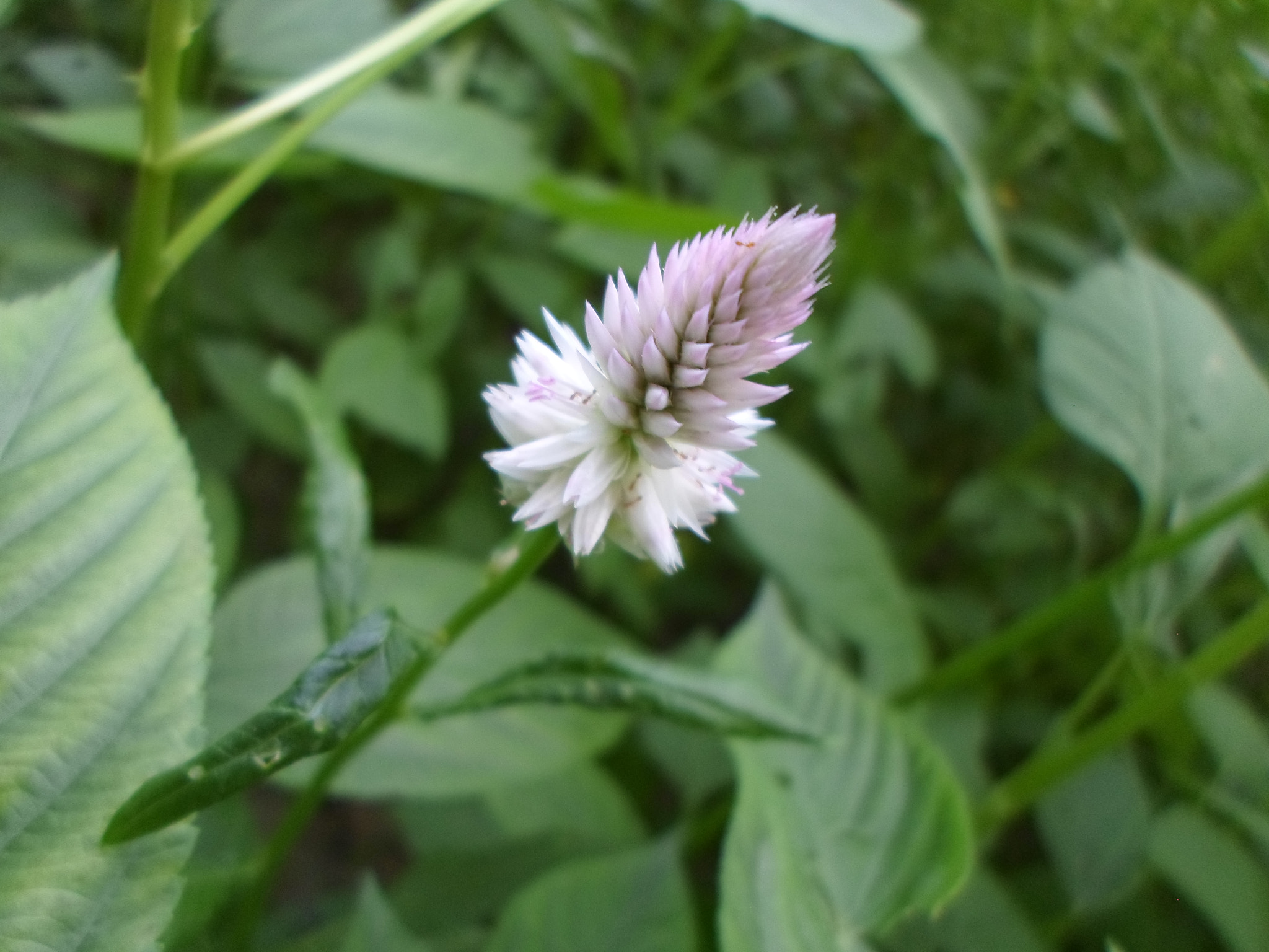 Samsung ES95 sample photo. Sam_3096.jpg photography