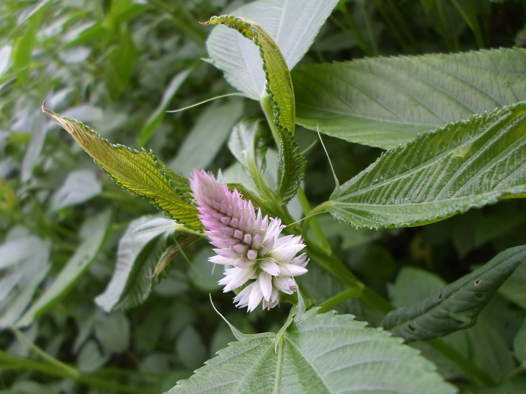 Samsung ES95 sample photo. Sam_3091.jpg photography
