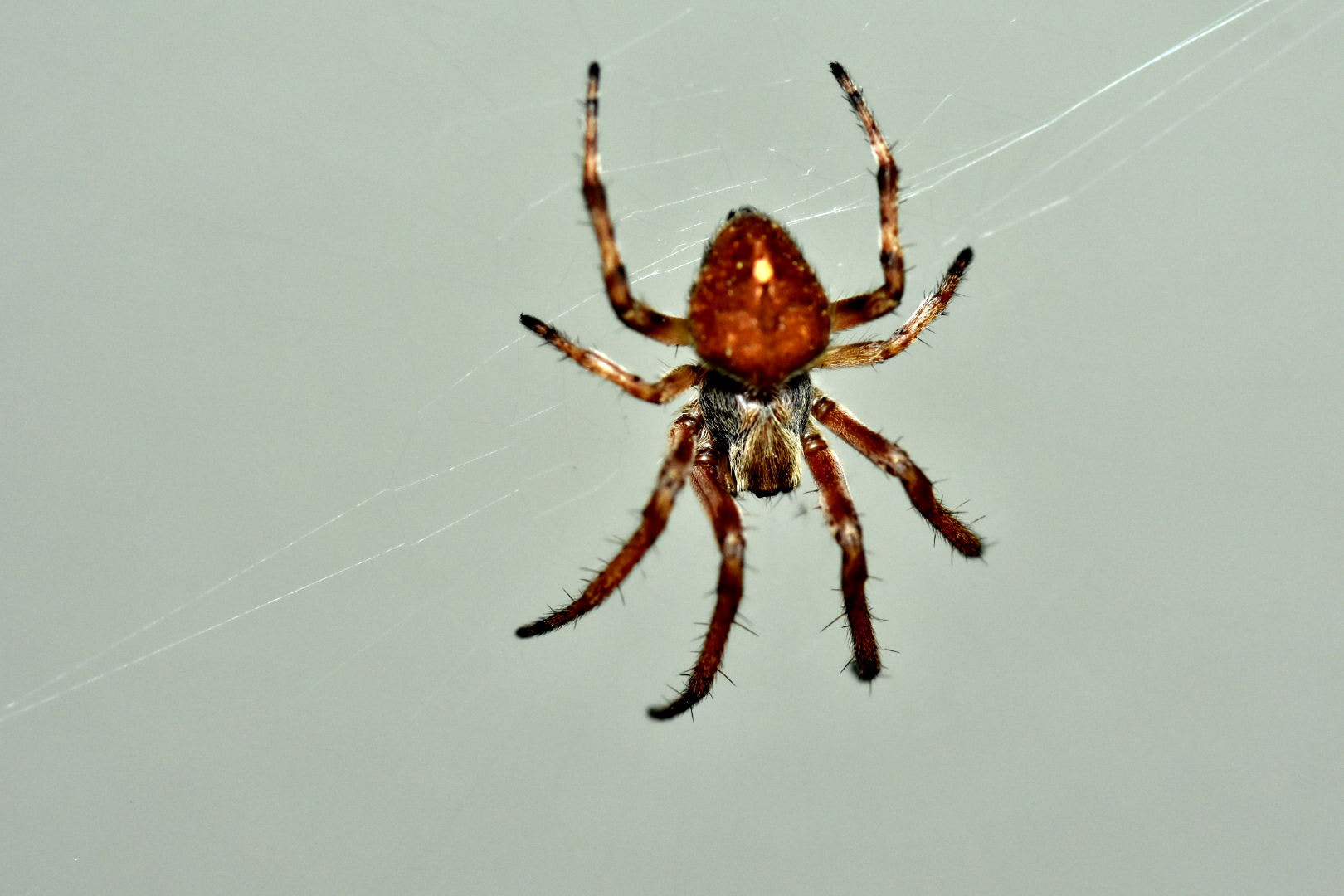 Nikon D7200 + Sigma 105mm F2.8 EX DG Macro sample photo. Spider photography