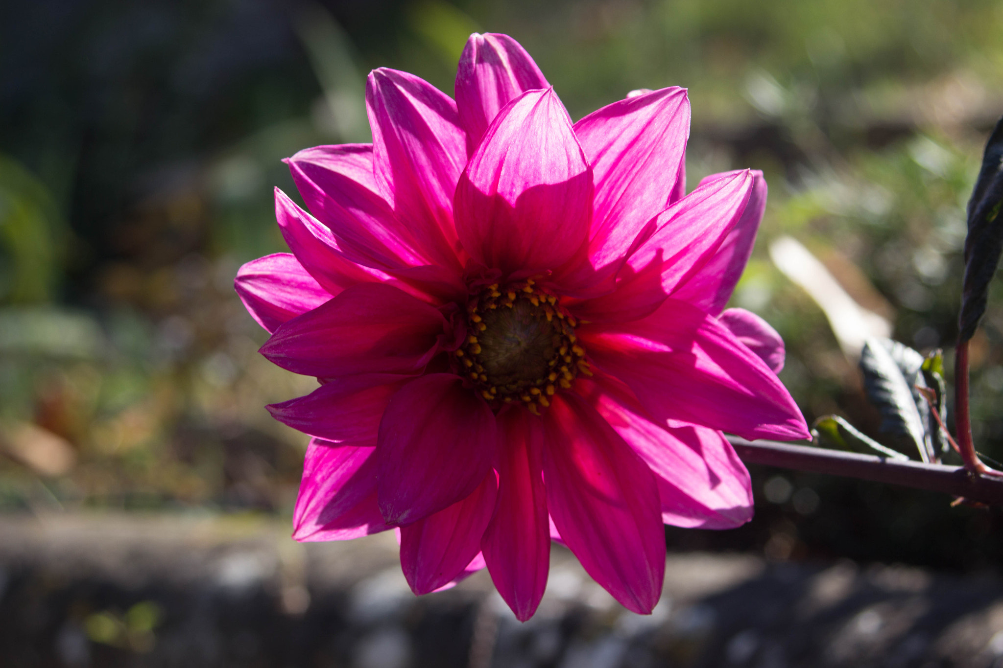 Canon EF 28-80mm f/3.5-5.6 USM sample photo. Pink flower photography