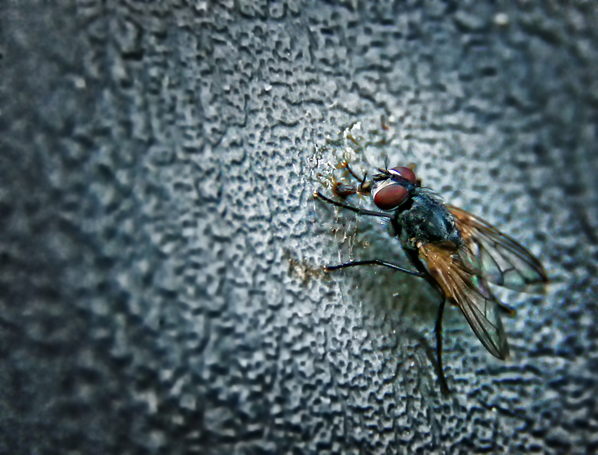 Canon EF-S 18-135mm F3.5-5.6 IS sample photo. Fly on the wall photography