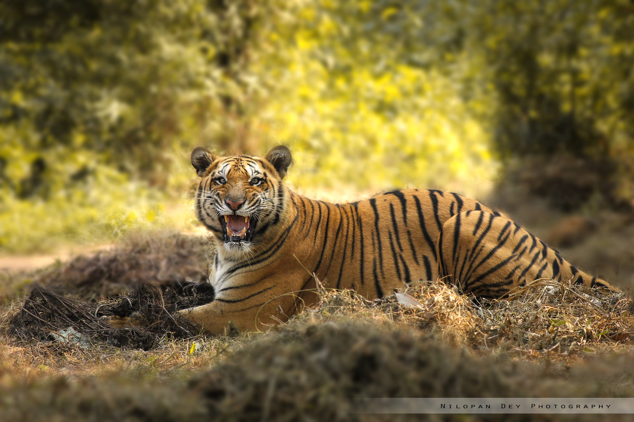 Canon EOS 600D (Rebel EOS T3i / EOS Kiss X5) + Canon EF 400mm F5.6L USM sample photo. Royal bengal tiger photography