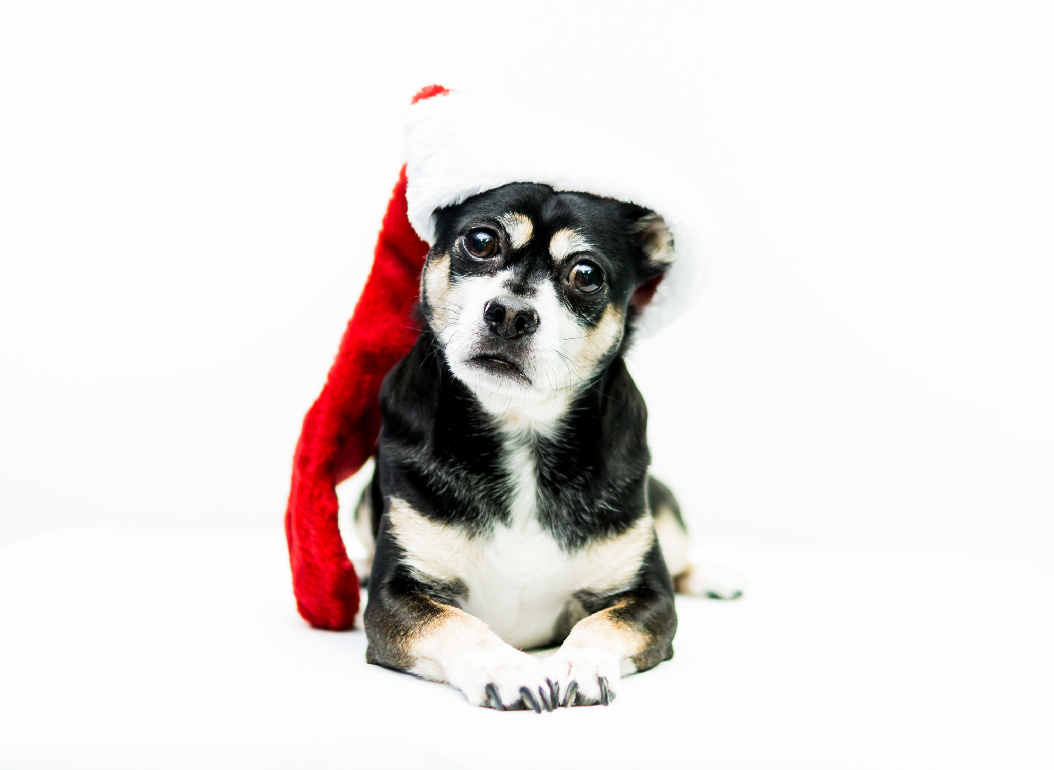 Sony SLT-A57 + Sony DT 35mm F1.8 SAM sample photo. Dog wearing christmas stocking photography