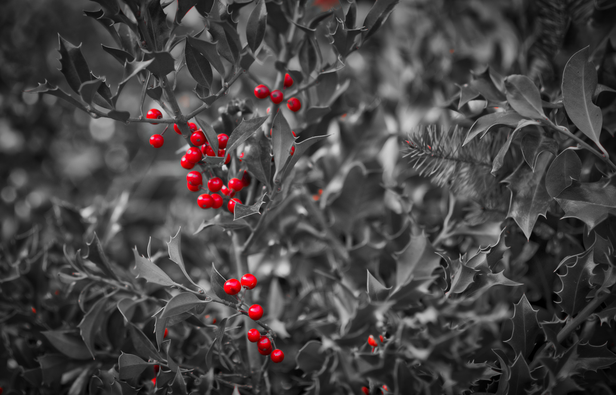 Nikon D800E + AF DC-Nikkor 135mm f/2D sample photo. Merry xmas photography