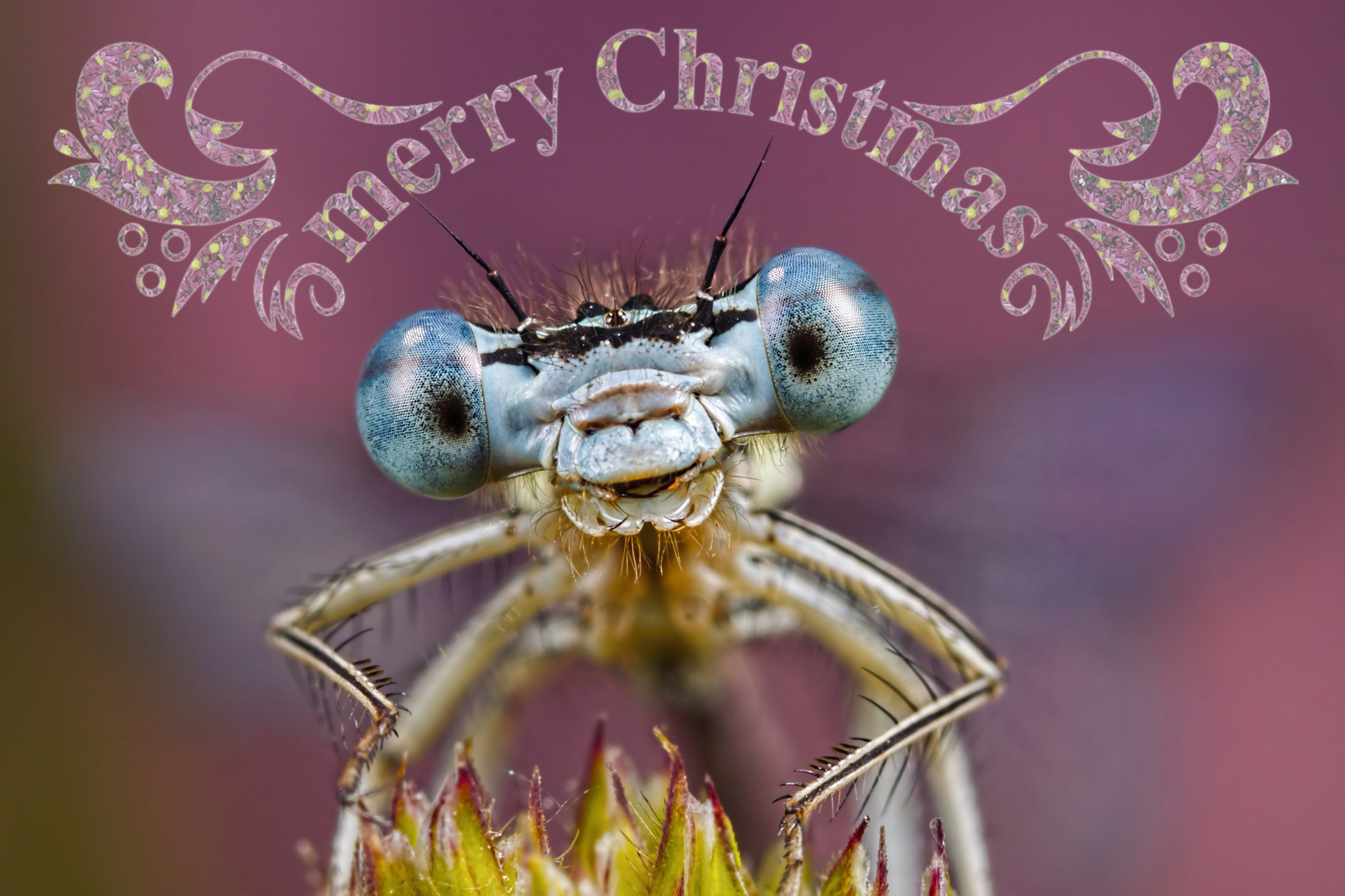 Canon MP-E 65mm F2.5 1-5x Macro Photo sample photo. Merry christmas everyone photography