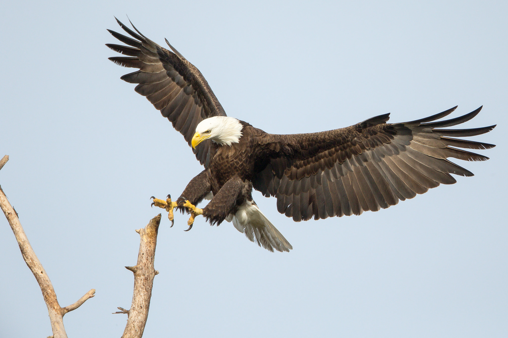 Canon EF 800mm F5.6L IS USM sample photo. Landing photography