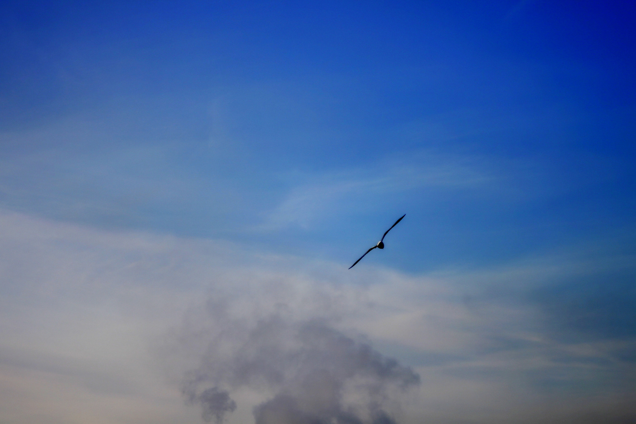 Canon EF 28-90mm f/4-5.6 sample photo. Freedom ...fly photography