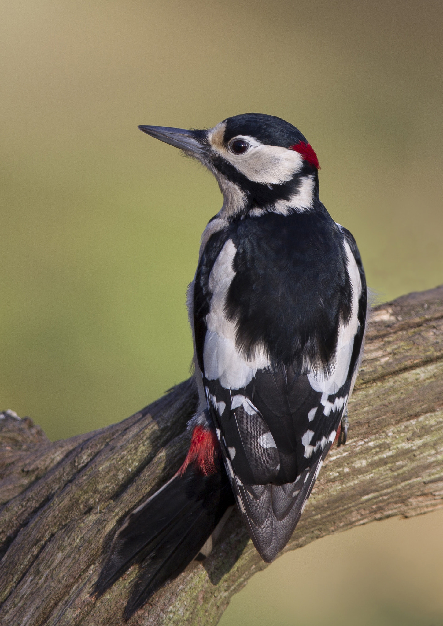 Canon EF 400mm F2.8L IS II USM sample photo. G s w photography